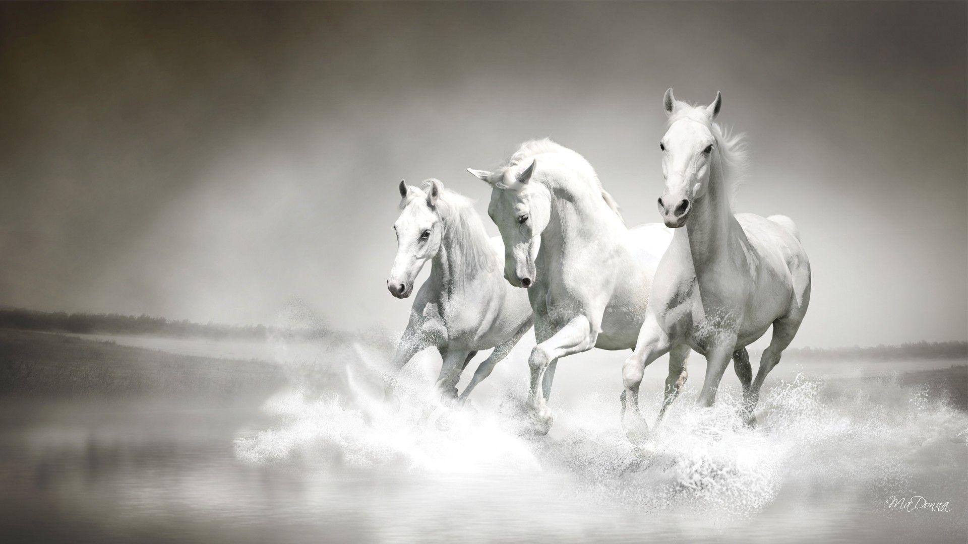 Wallpaper For > Beautiful White Horse Wallpaper