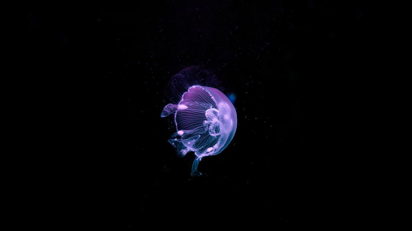 Beautiful Jellyfish HD Wallpaper