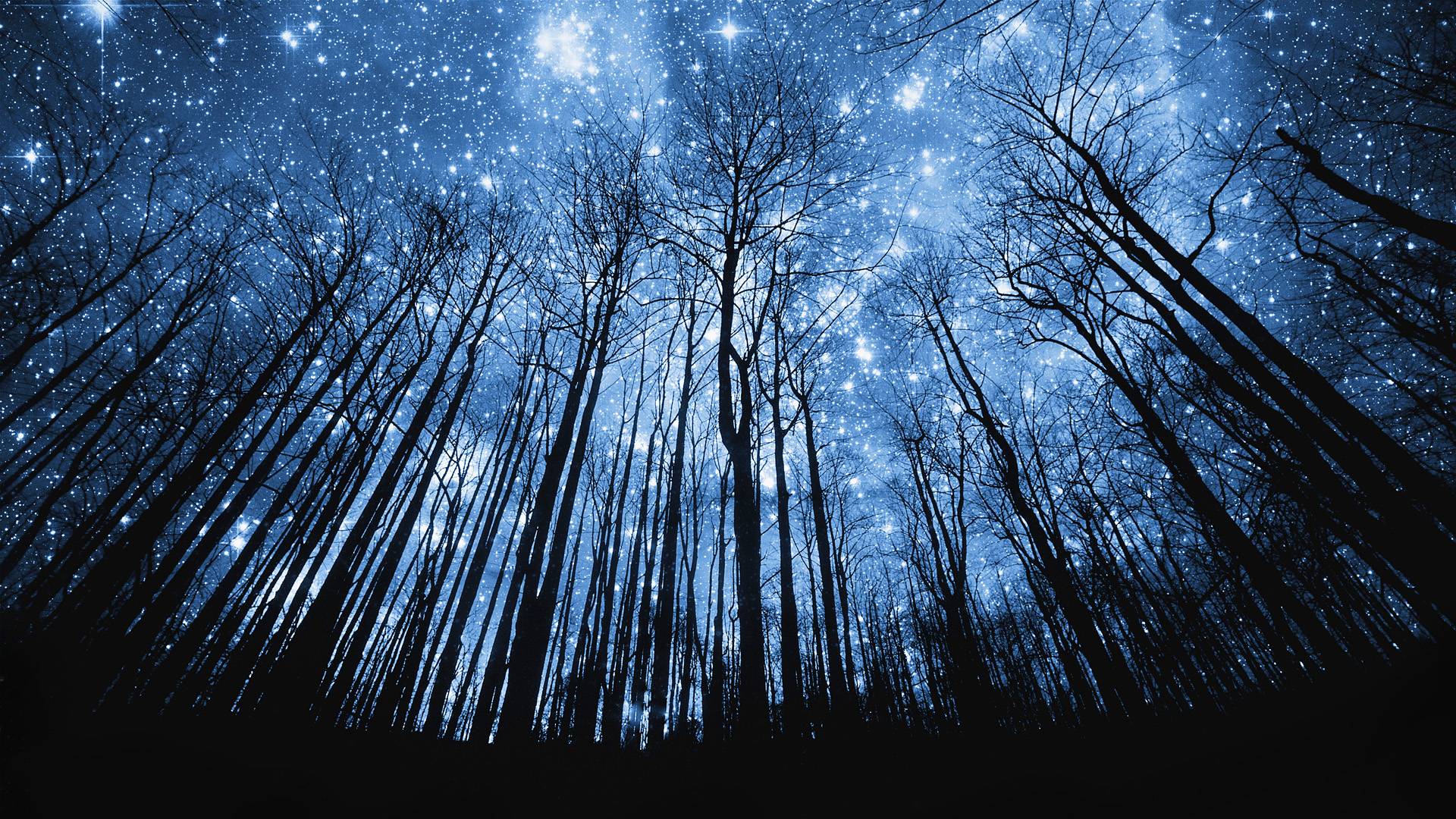 Tree Silhouette Against Starry Night Sky, HQ Background. HD