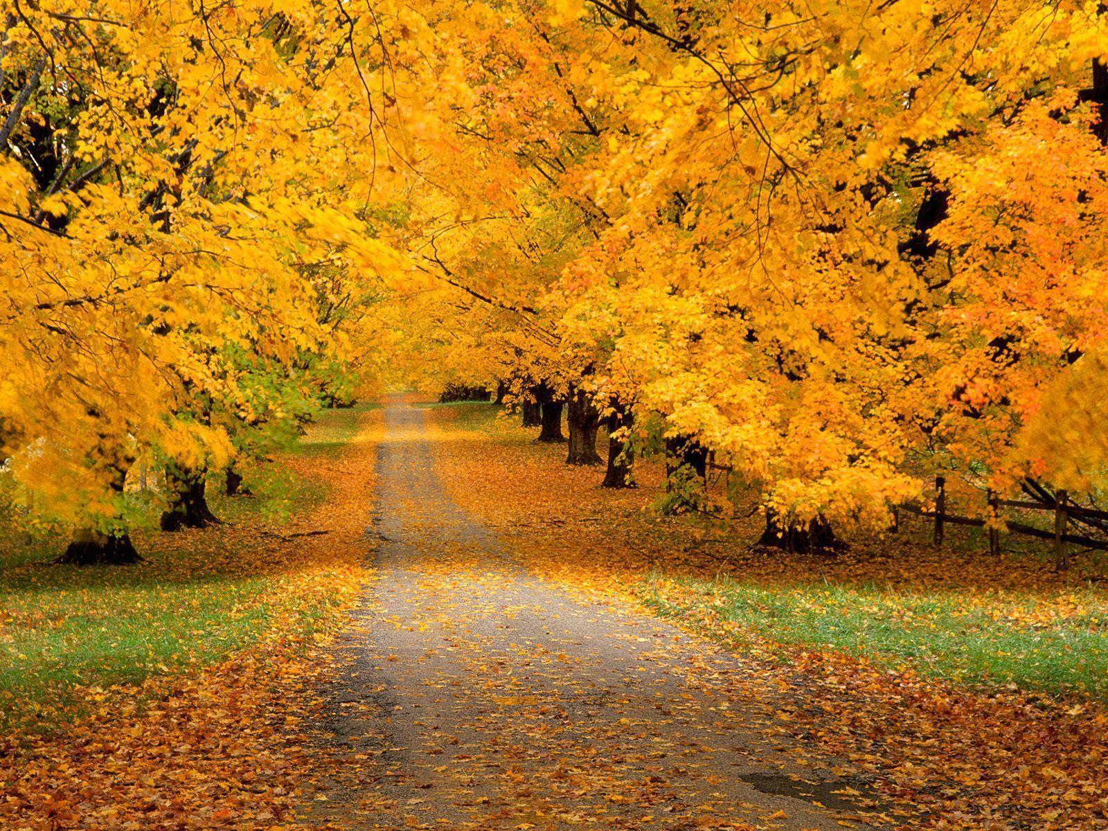 Yellow Leaves Road In Autumn Desktop Wallpaper