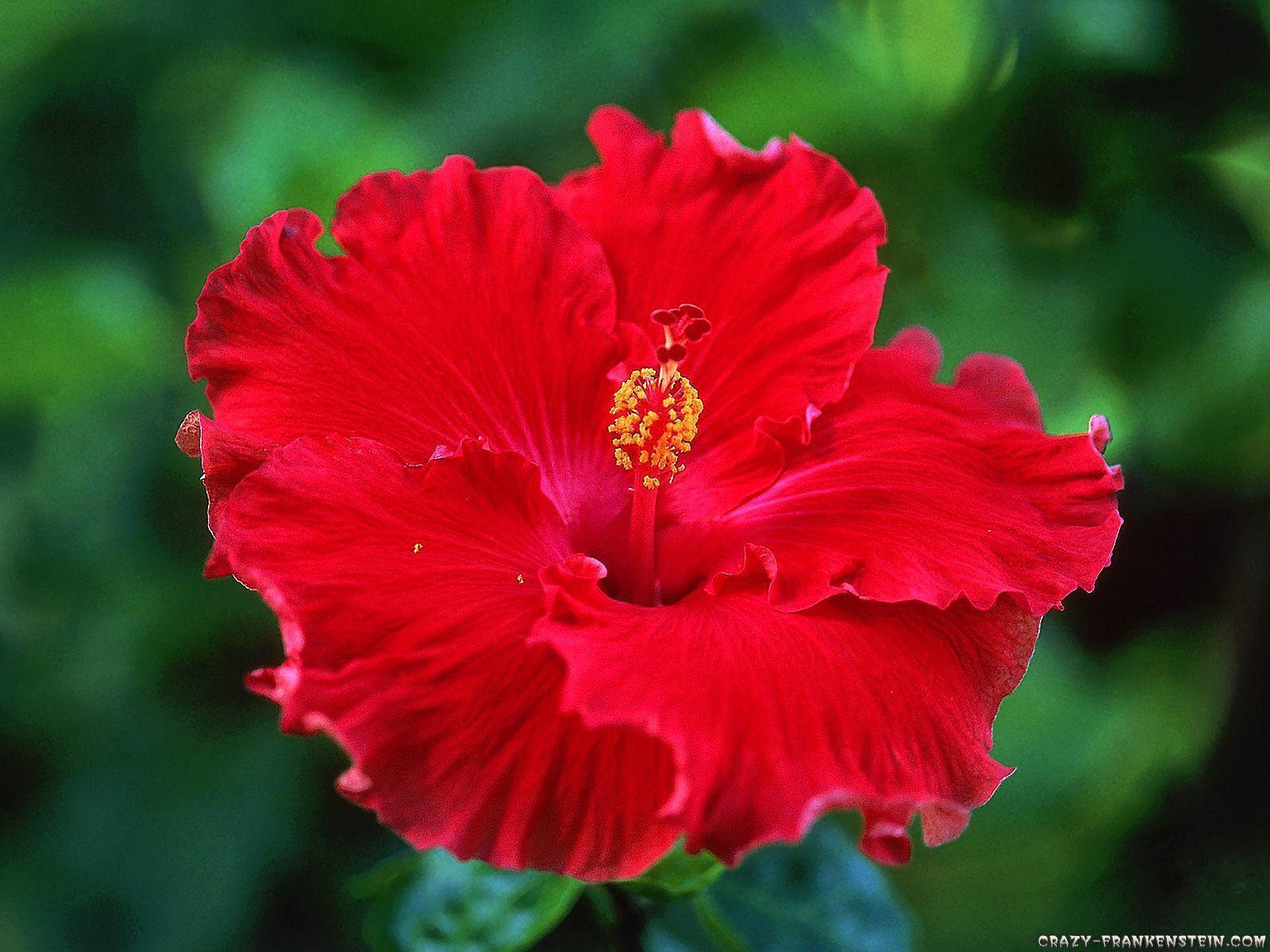 Wallpaper For > Hawaiian Flower Background Red