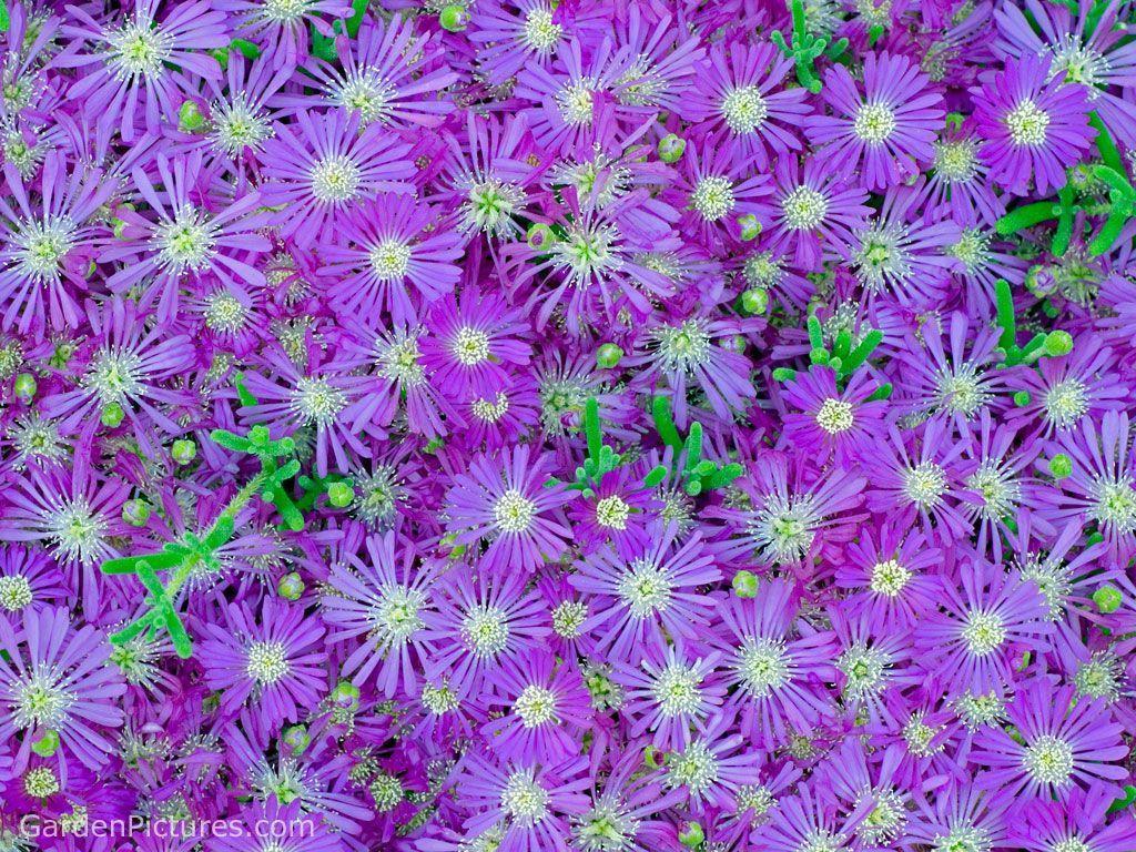 Purple Flowers Background HD Background Wallpaper 27 HD Wallpaper
