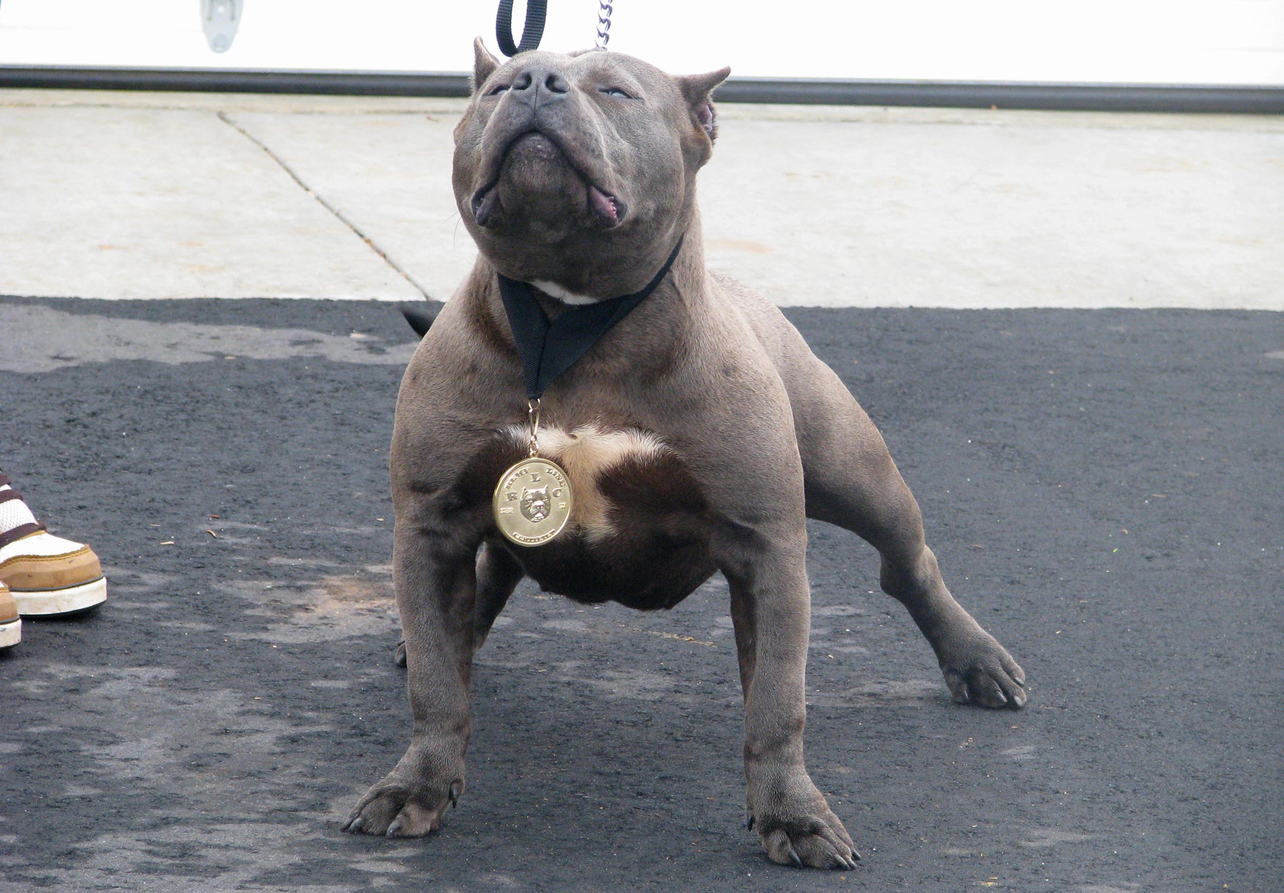 brown pitbull champion nelly dog wallpaper