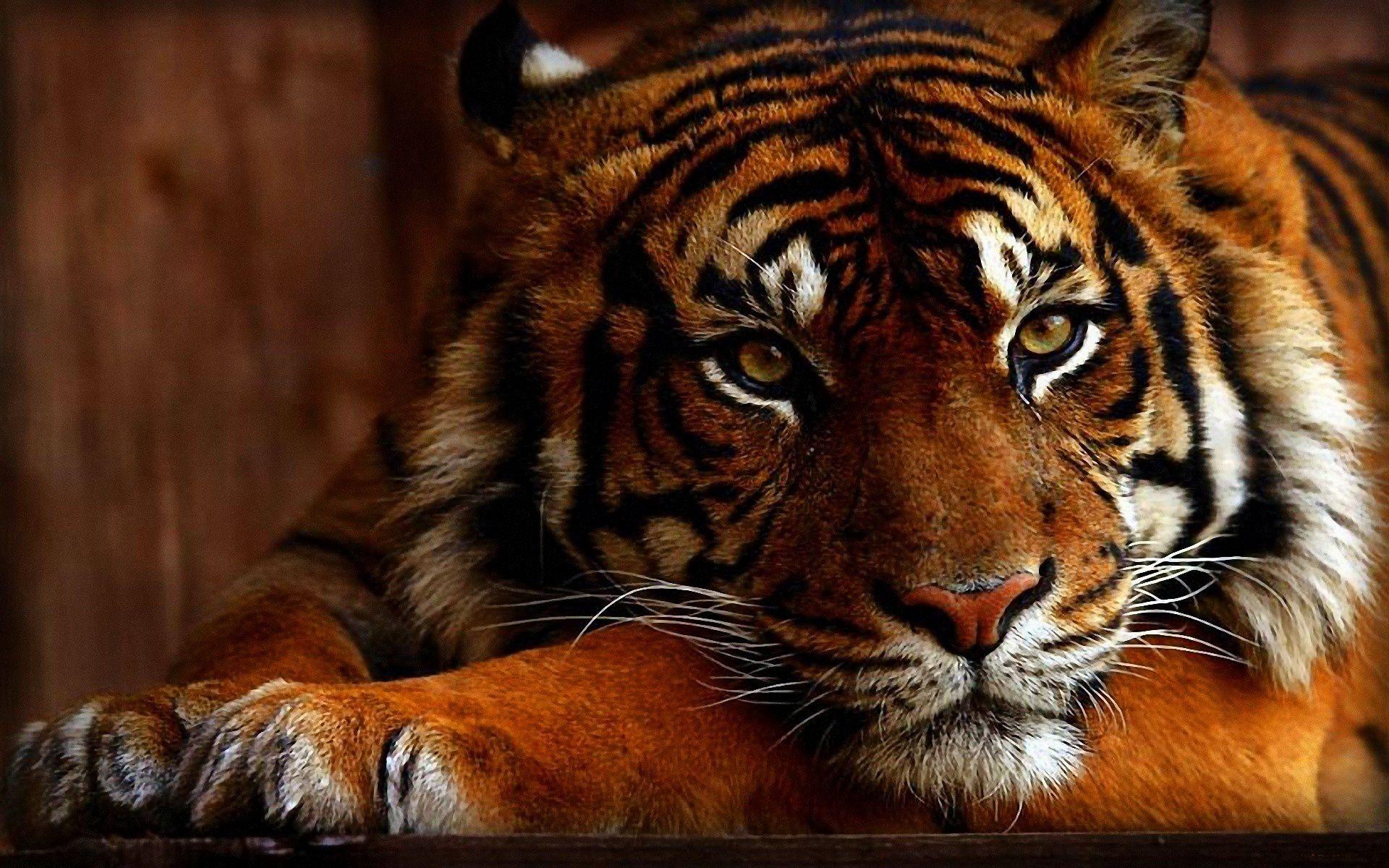Wallpaper For > Tiger Face Wallpaper For iPhone