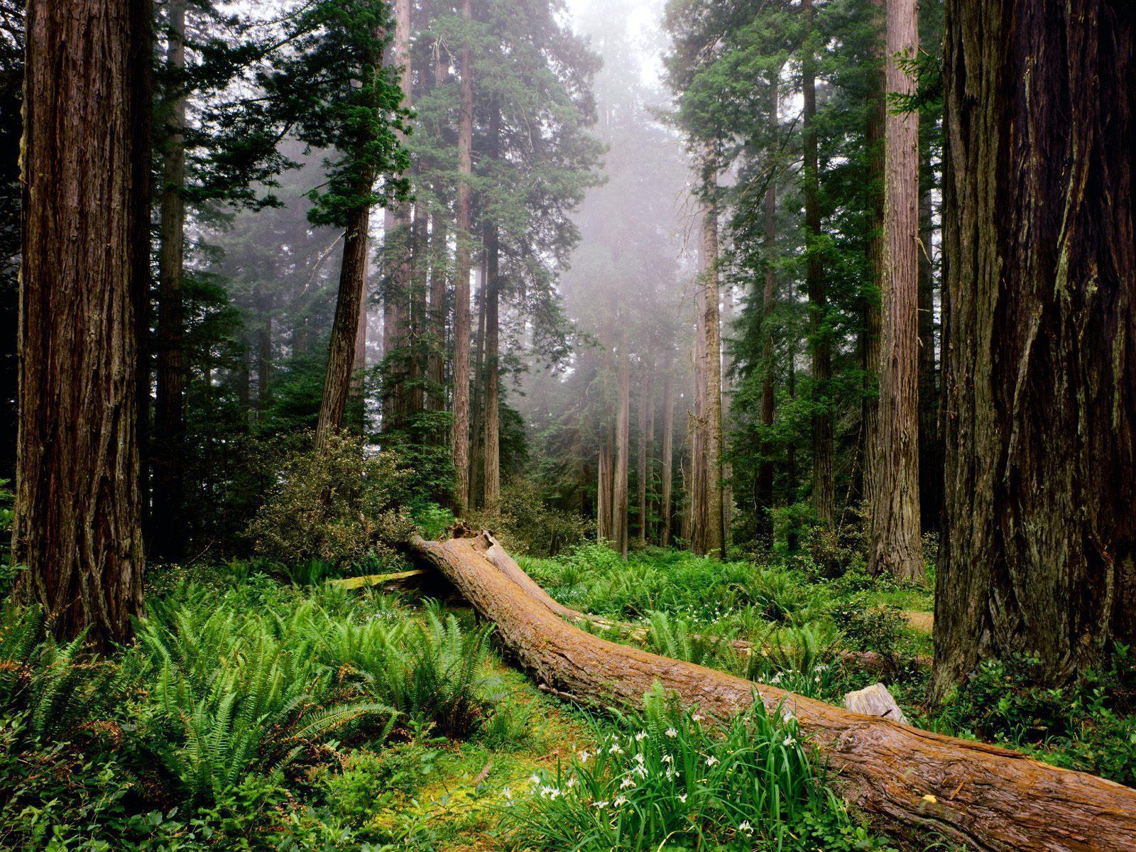 Redwood national forest park free desktop background