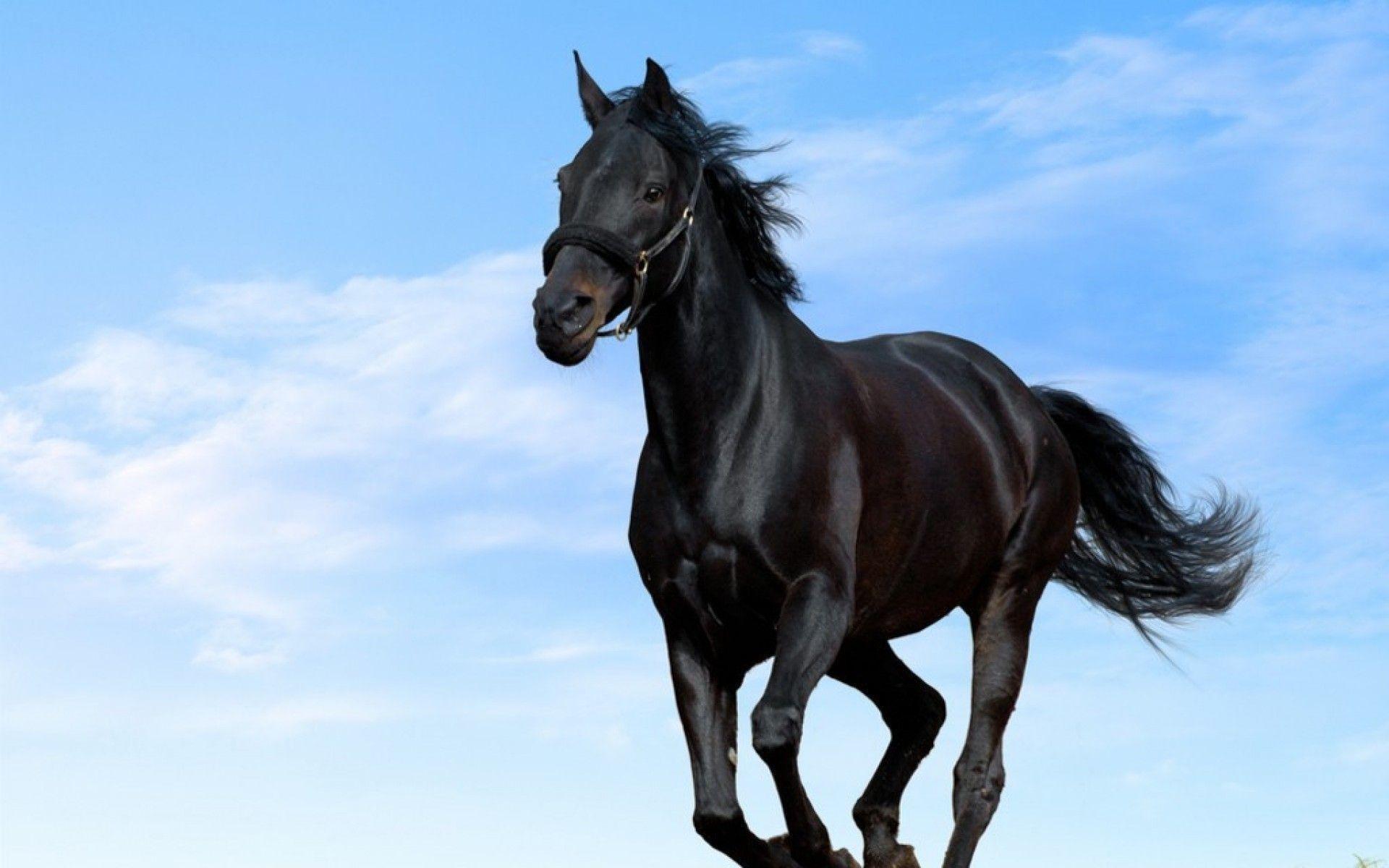 Wallpaper For > 3D Black Horse Wallpaper