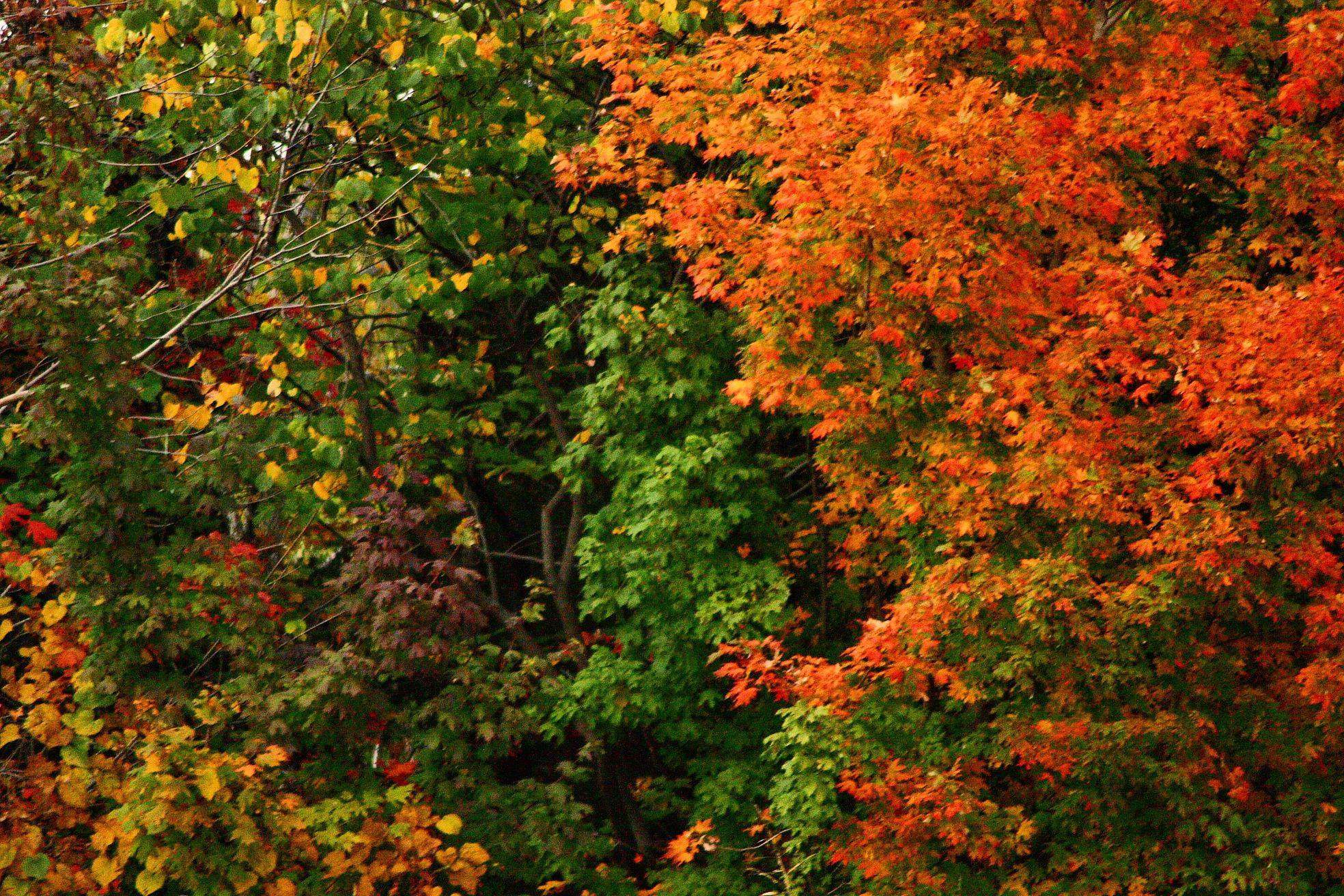 Free Photos.co. Background Digital Backdrops. Fall