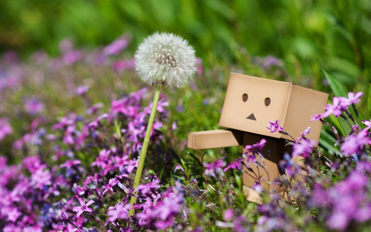 Danbo Wallpaper and Background