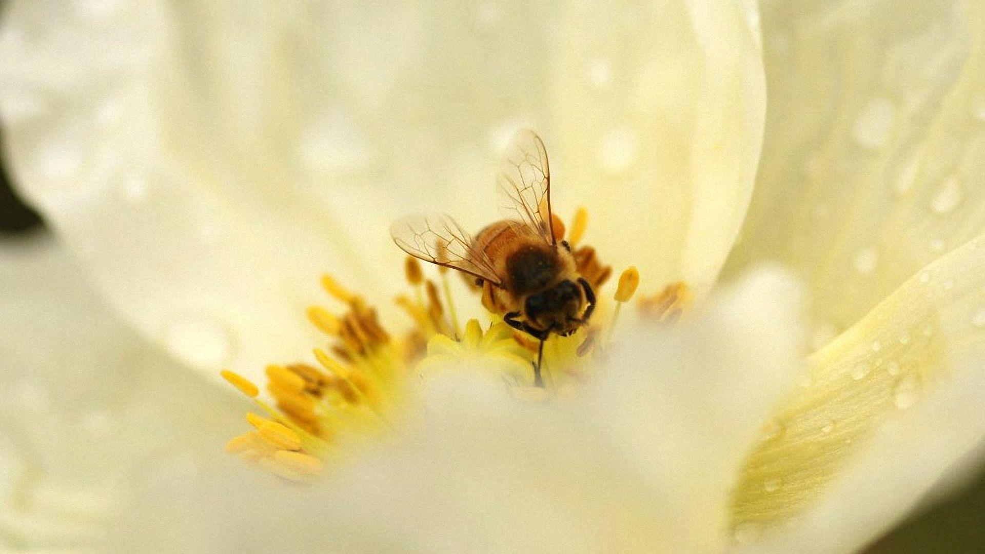 Beautiful Bee On White Juicy Flower HD Wallpaper. HD Wallpaper