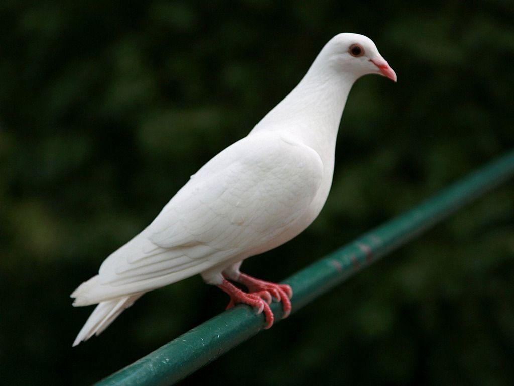 Beautiful White Dove. One HD Wallpaper Picture Desktop Background