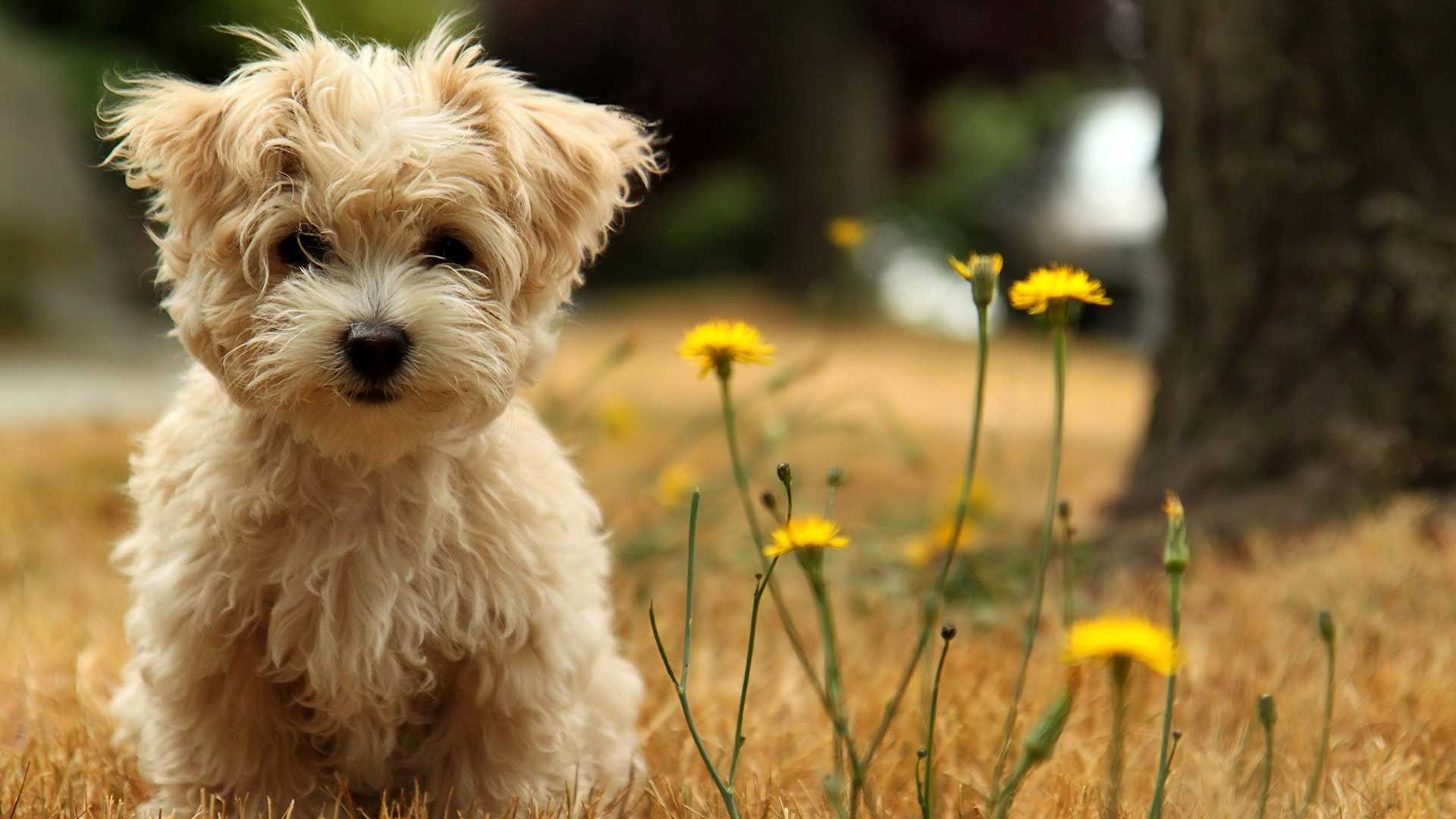 Cute Dog Play with Flower HD Wallpaper
