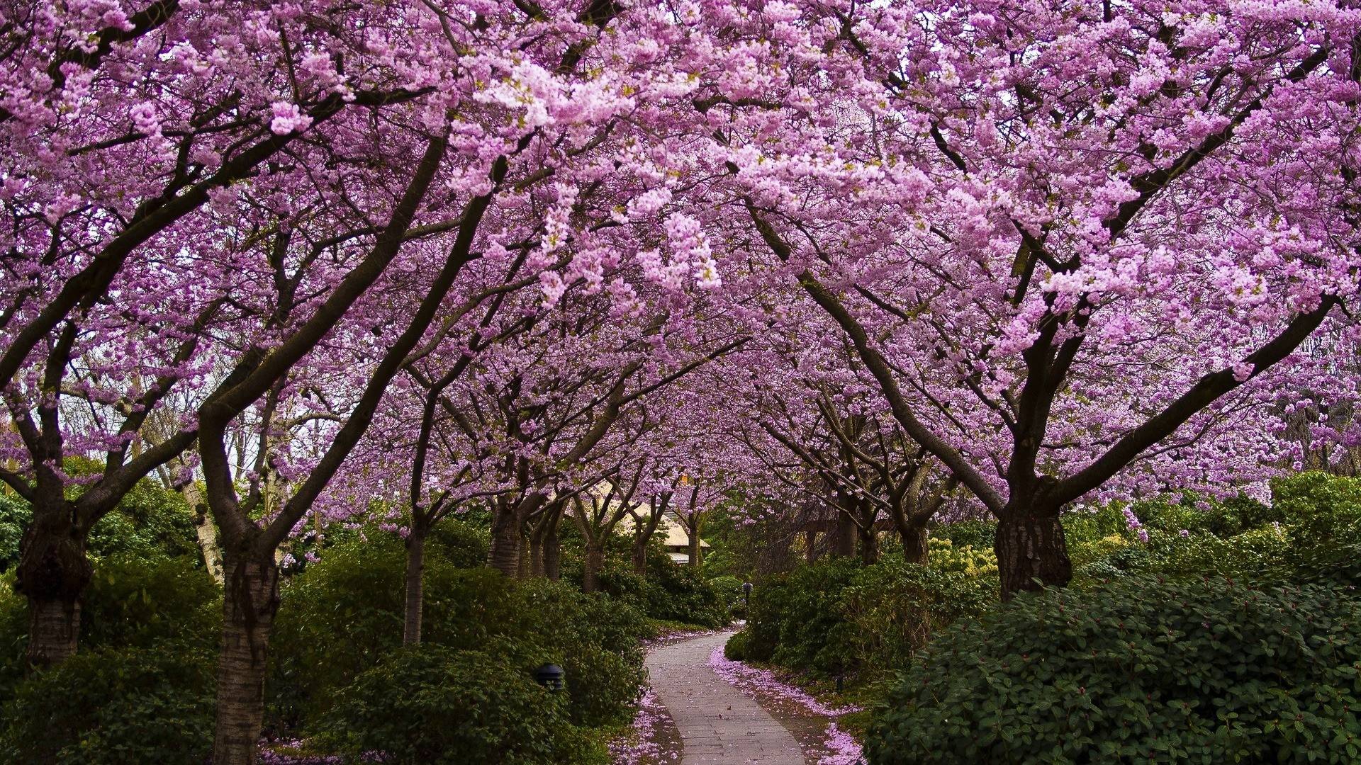 Cherry Blossom Wallpaper. Sky HD Wallpaper