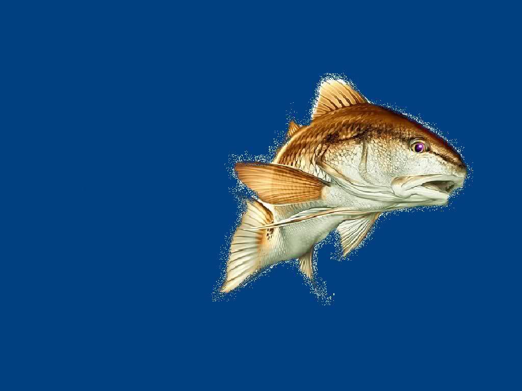 redfish wallpaper Fishing Forum