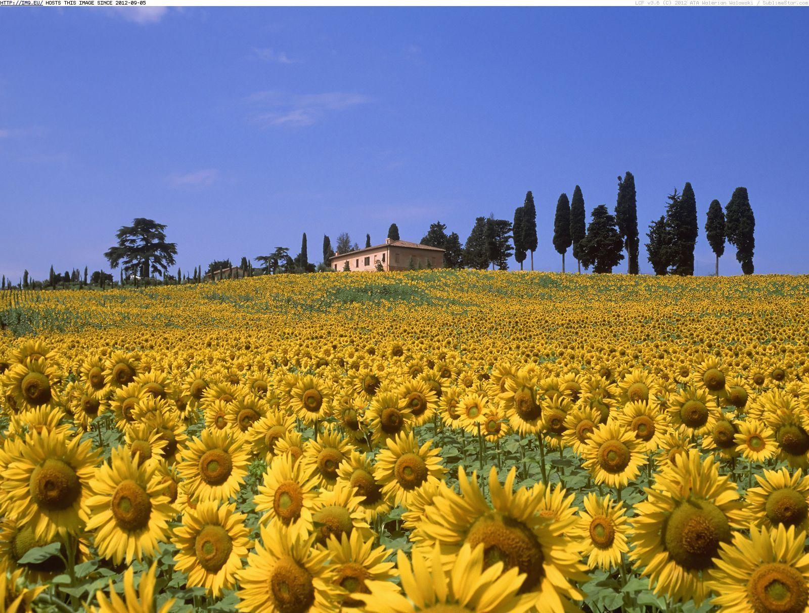 Tuscany Sunflower Wallpaper