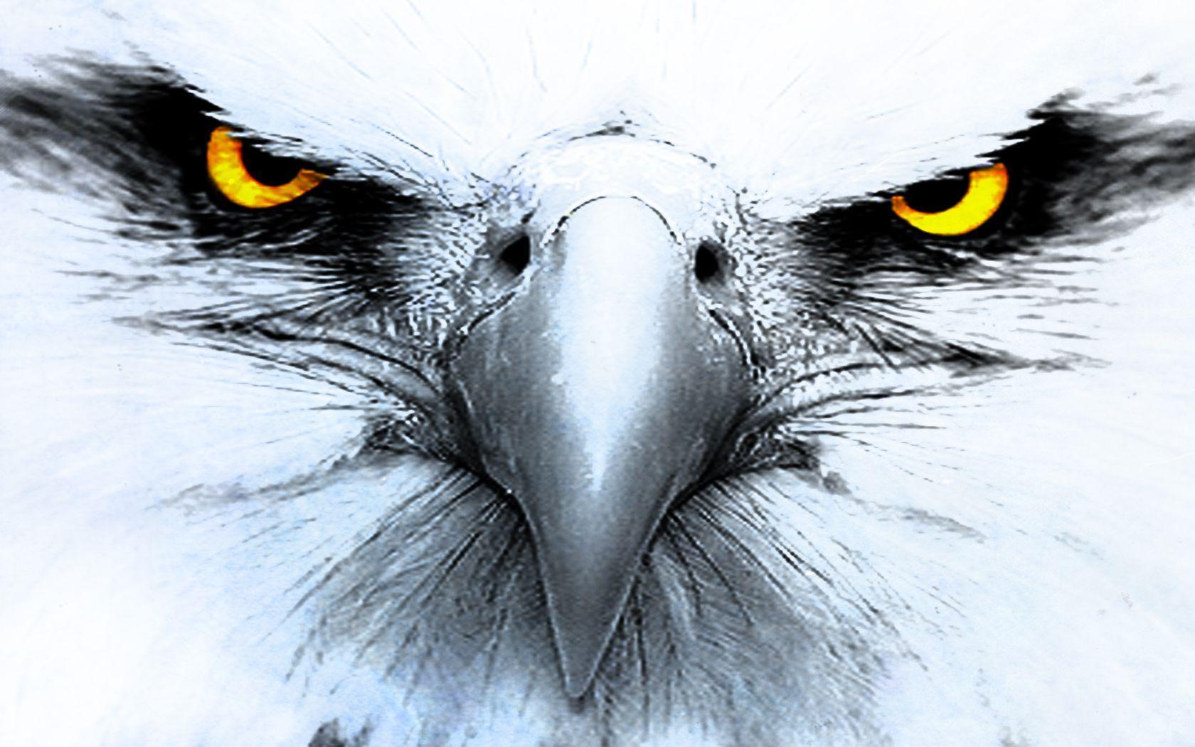 Eagle HD Desktop Wallpaper