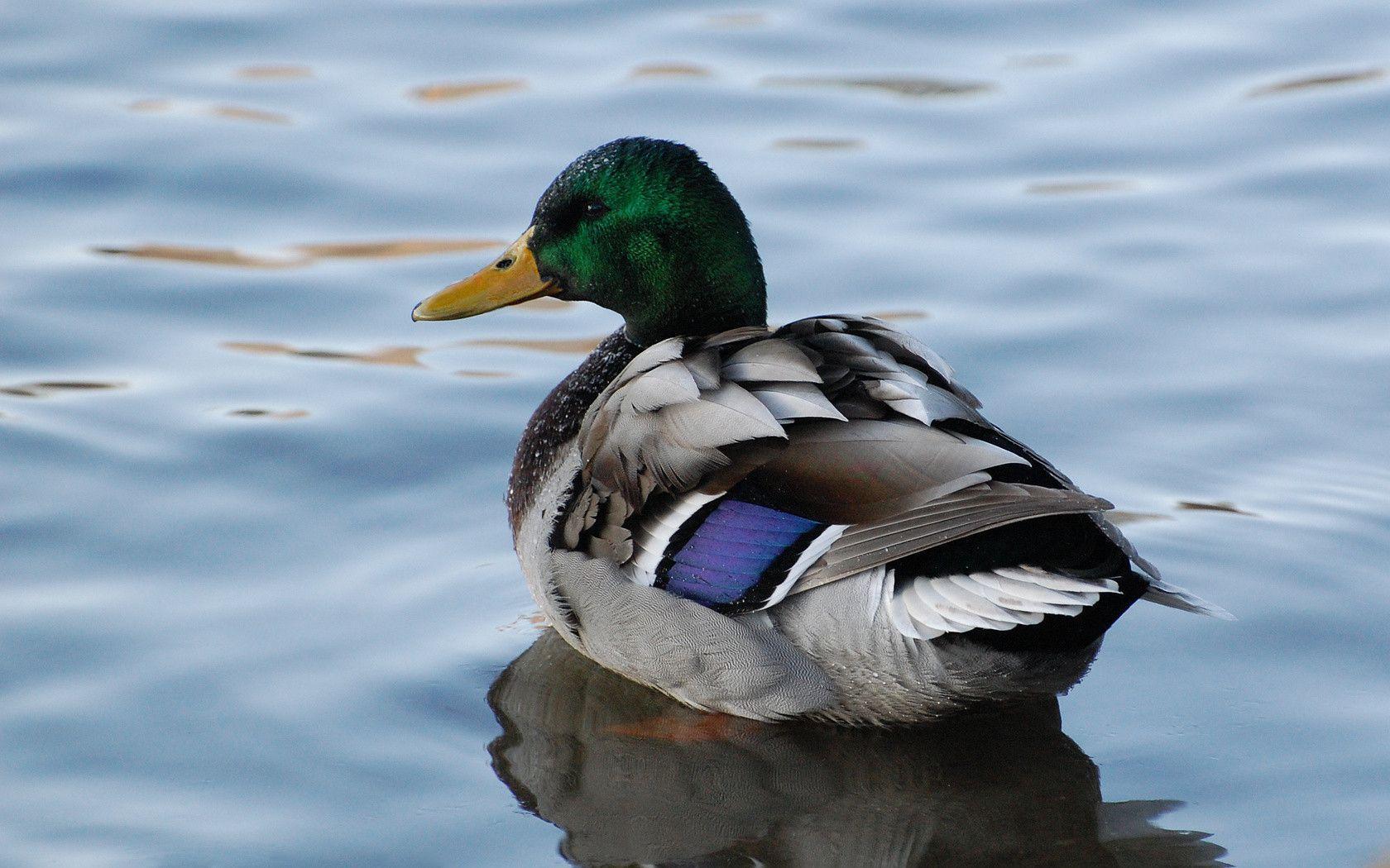 Waterfowl Wallpapers - Wallpaper Cave