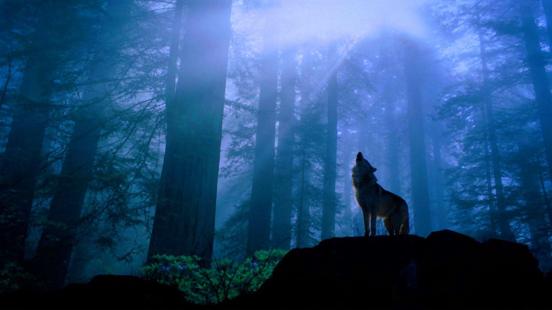Howling wolf in forest Wallpaper