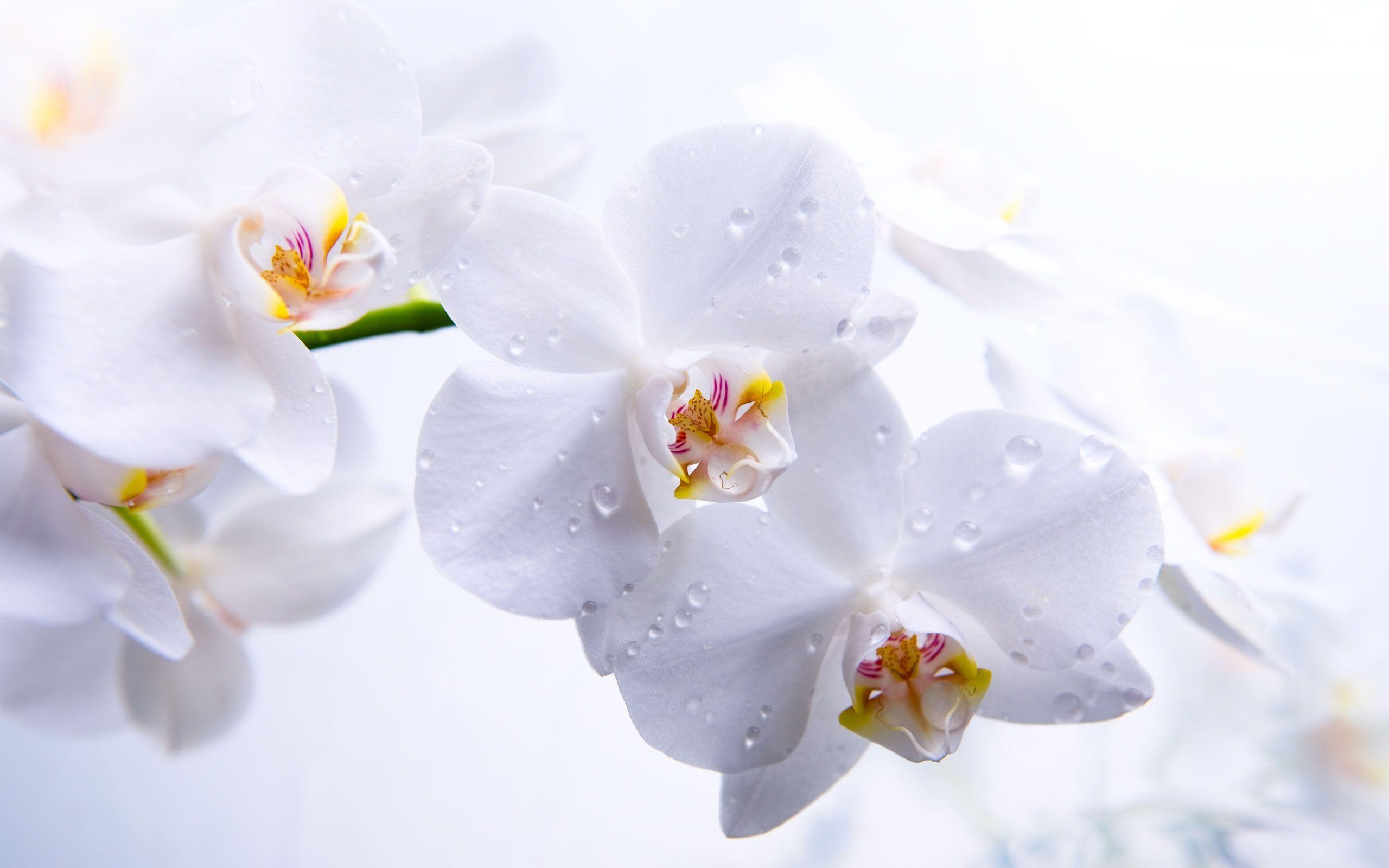 White Orchid Desktop Wallpaper