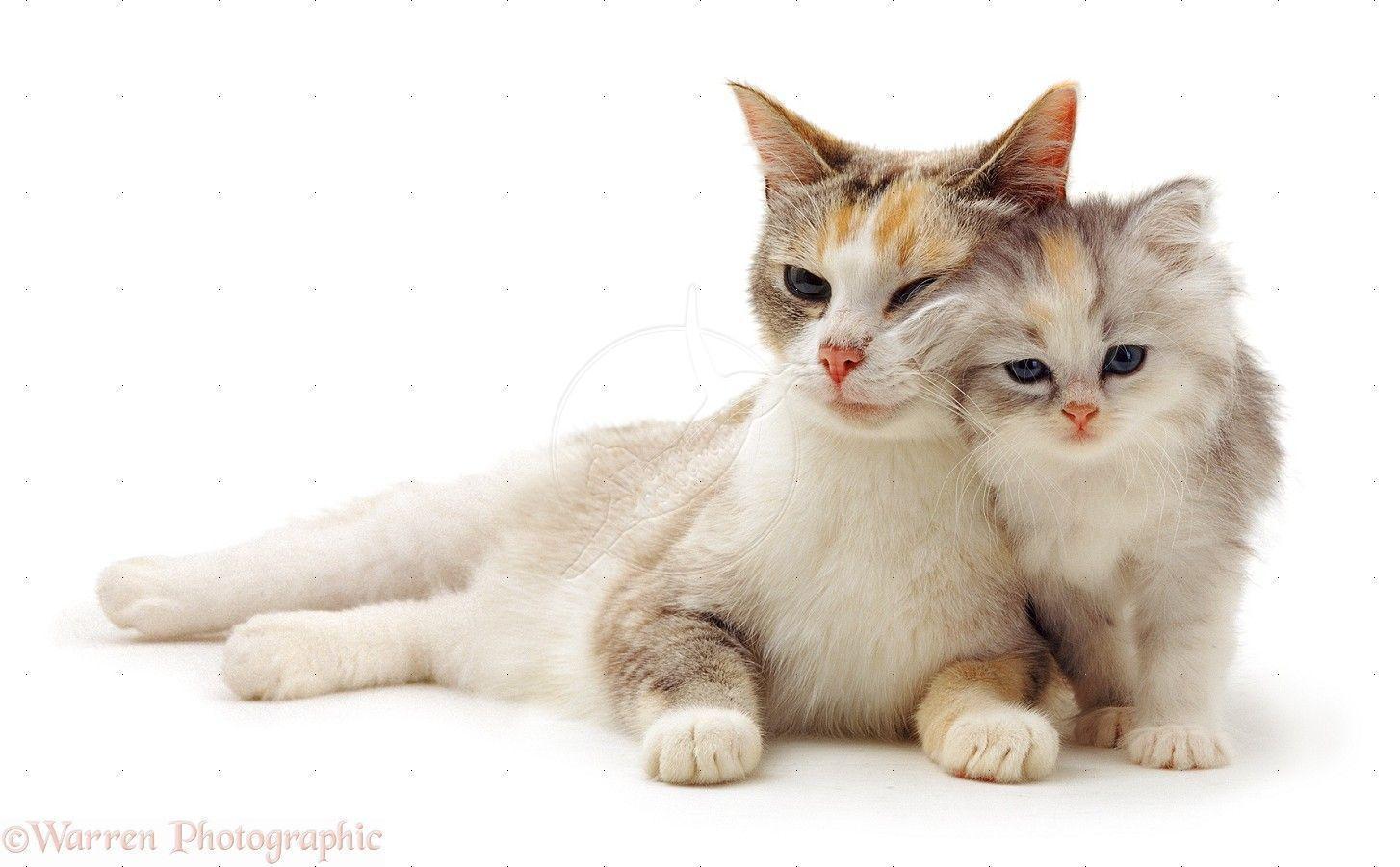 Cute cat and kitten photo