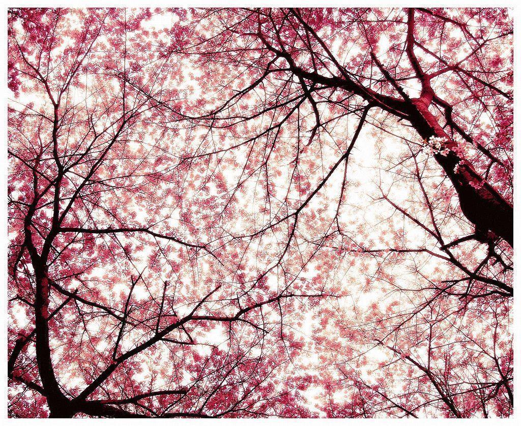 Pink Cherry Wallpaper and Picture Items