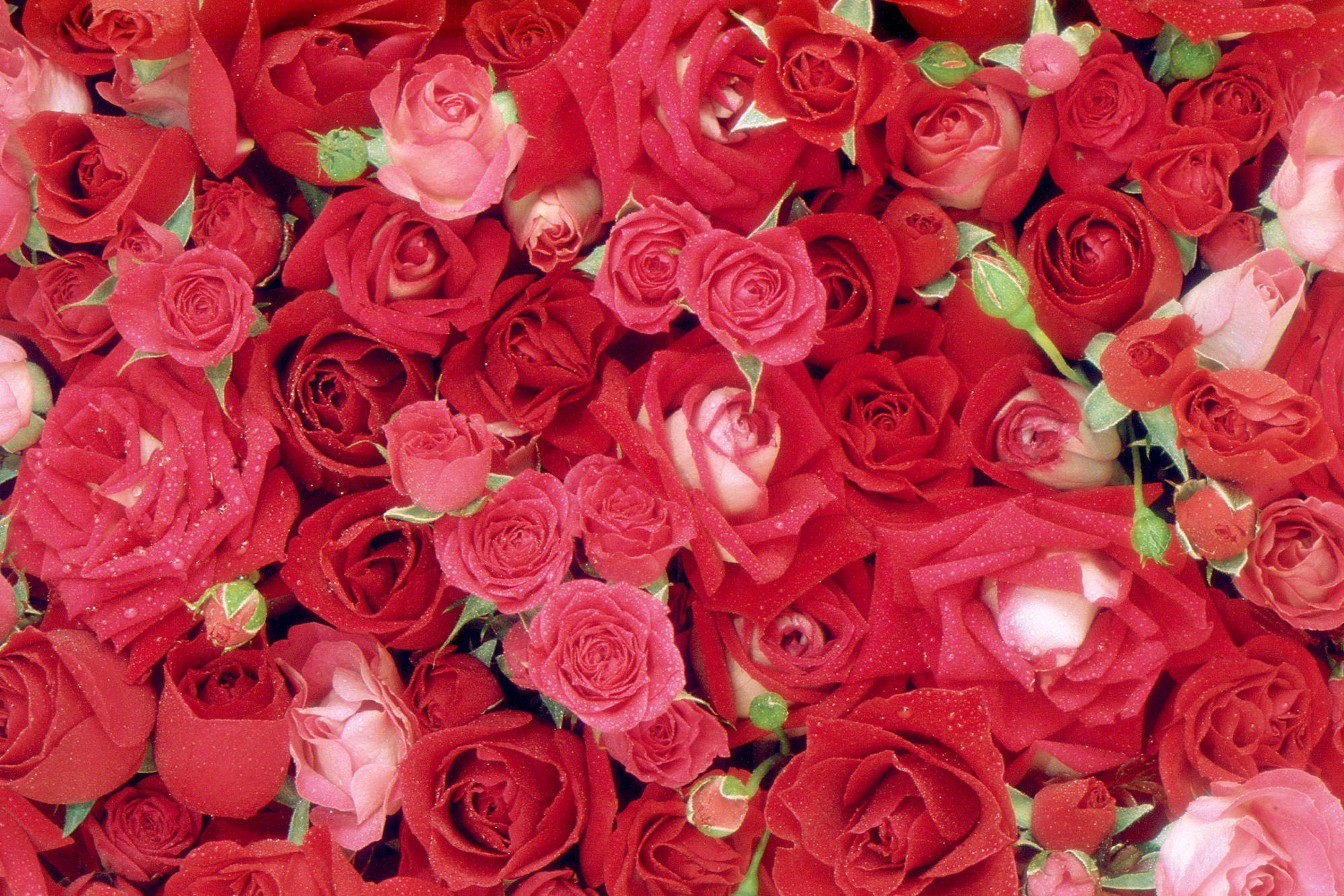 Beautiful Roses Wallpaper HD