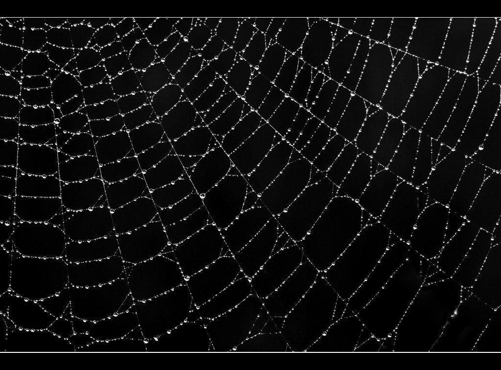 Spider Web Picture and Wallpaper Items