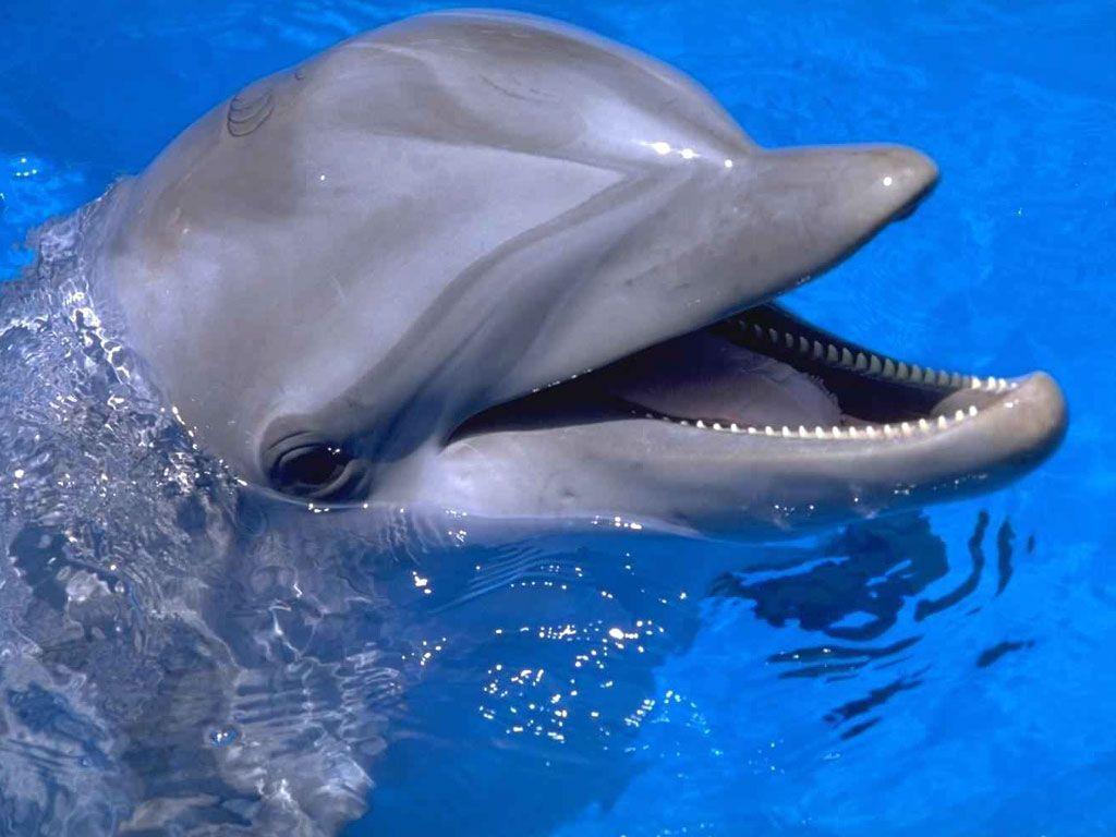 Dolphin Image Free 153554 High Definition Wallpaper. Suwall