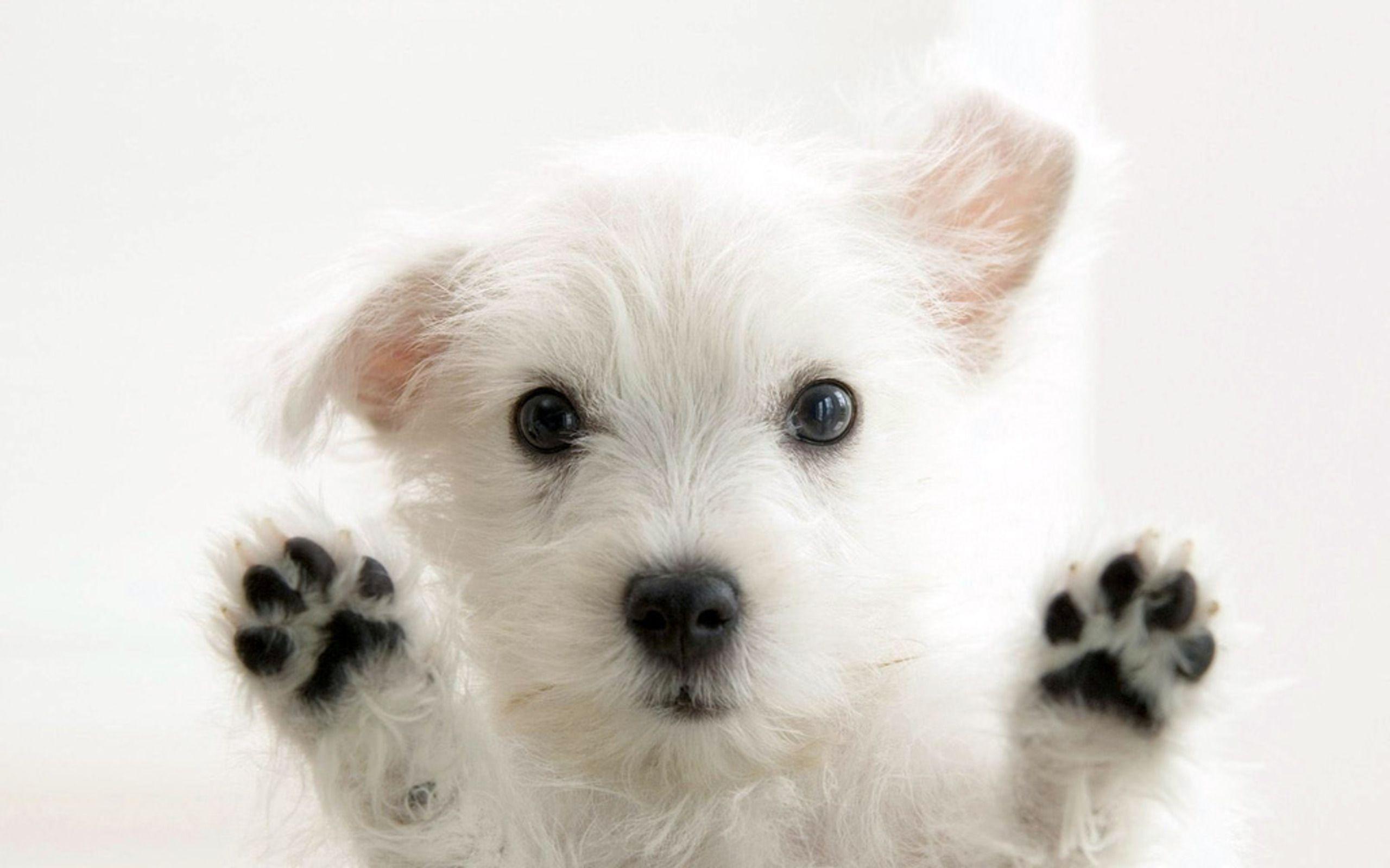 Funny White Cute Puppies, Animals Wallpaper, HD phone wallpaper