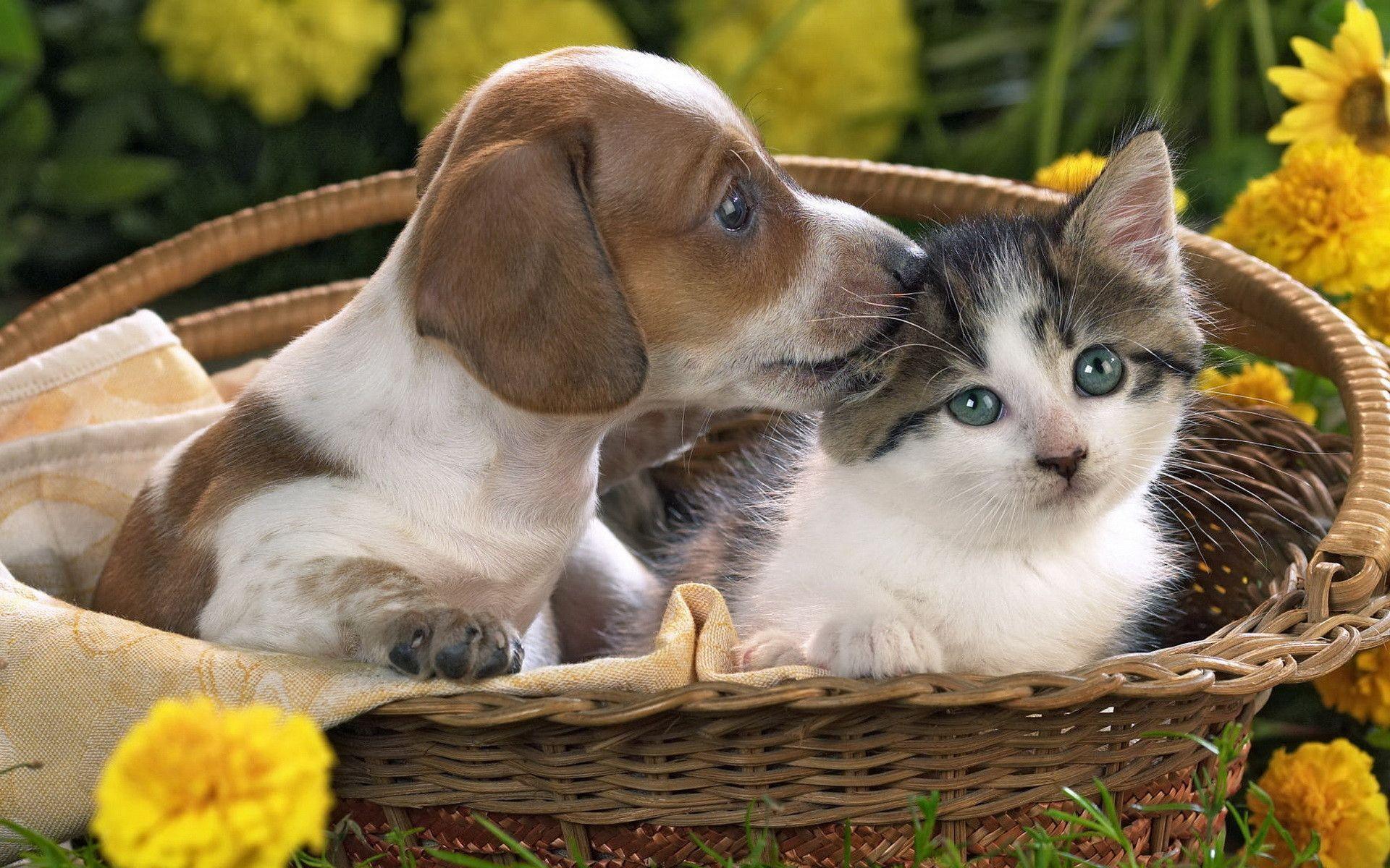 Puppy and kitten wallpaper and image, picture, photo