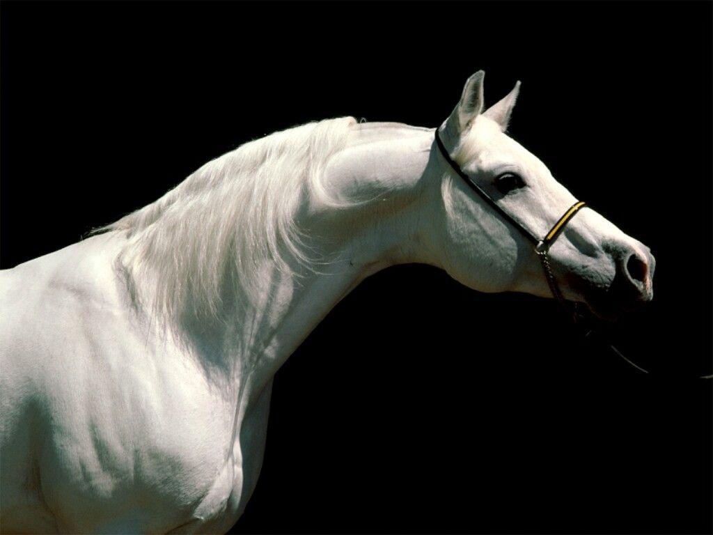 White Arabian Horse wallpaper