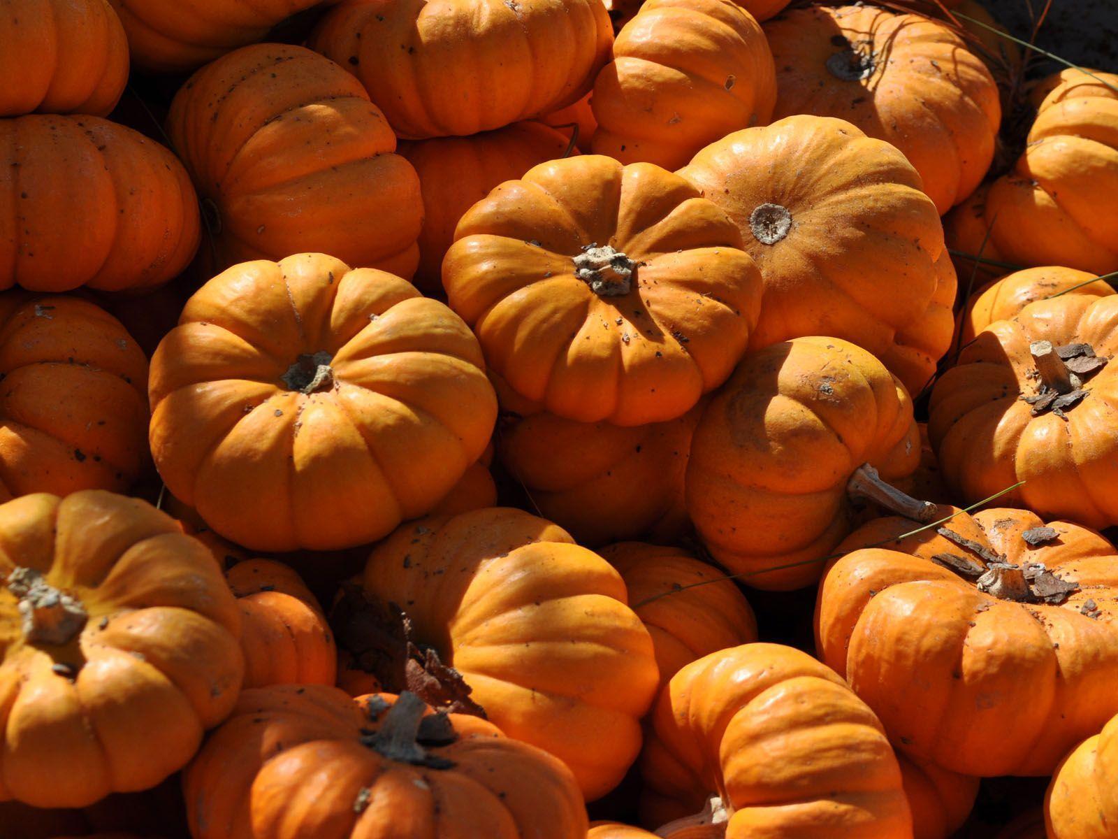 fall desktop wallpaper pumpkins