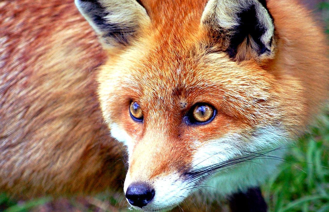 Red fox picture free desktop background wallpaper image