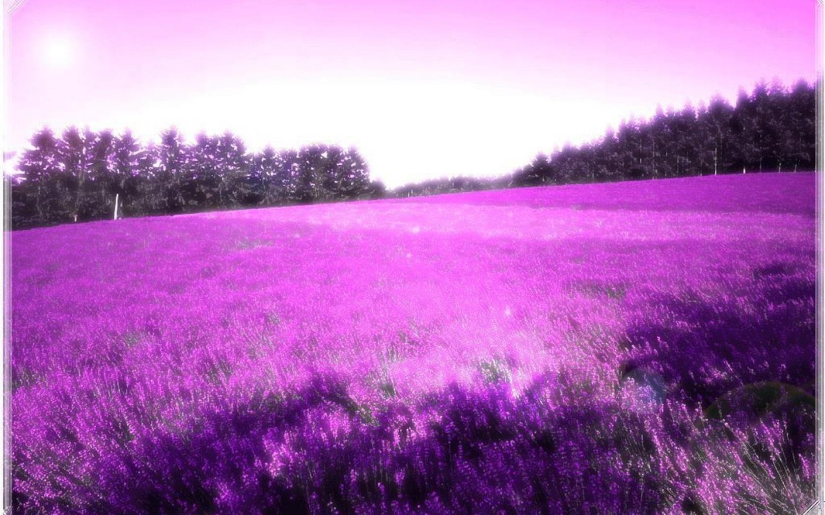 Purple lavender Wallpaper background 1680x1050 widescreen HD
