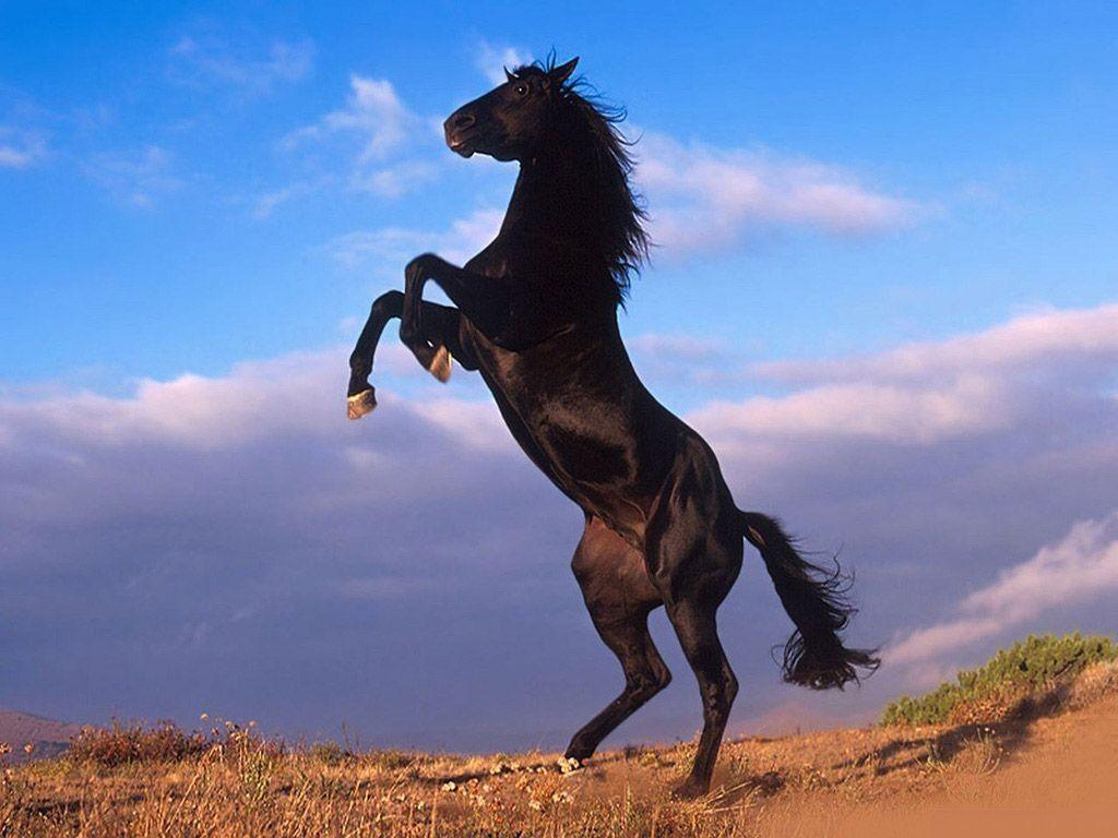 dancing black horse HD wallpaper