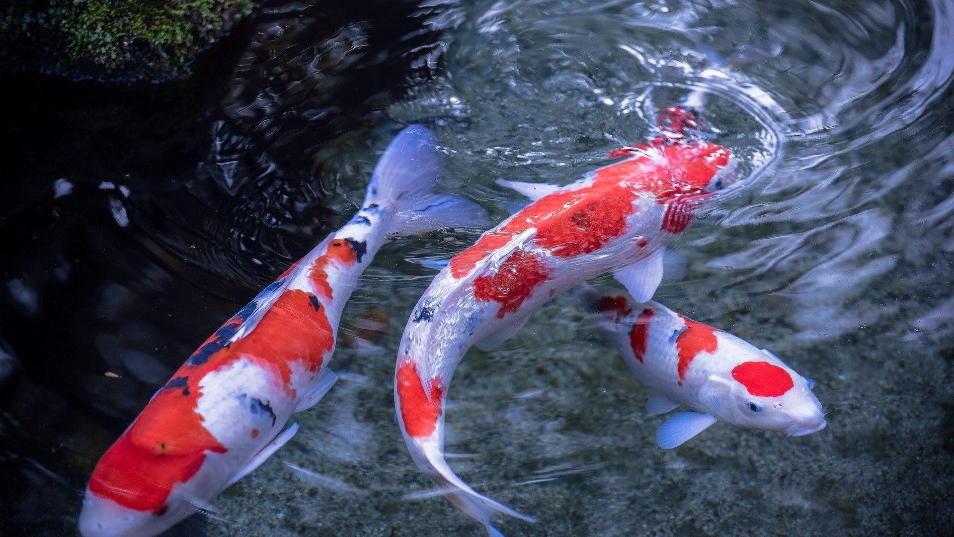 Beautiful Red White Koi Fish