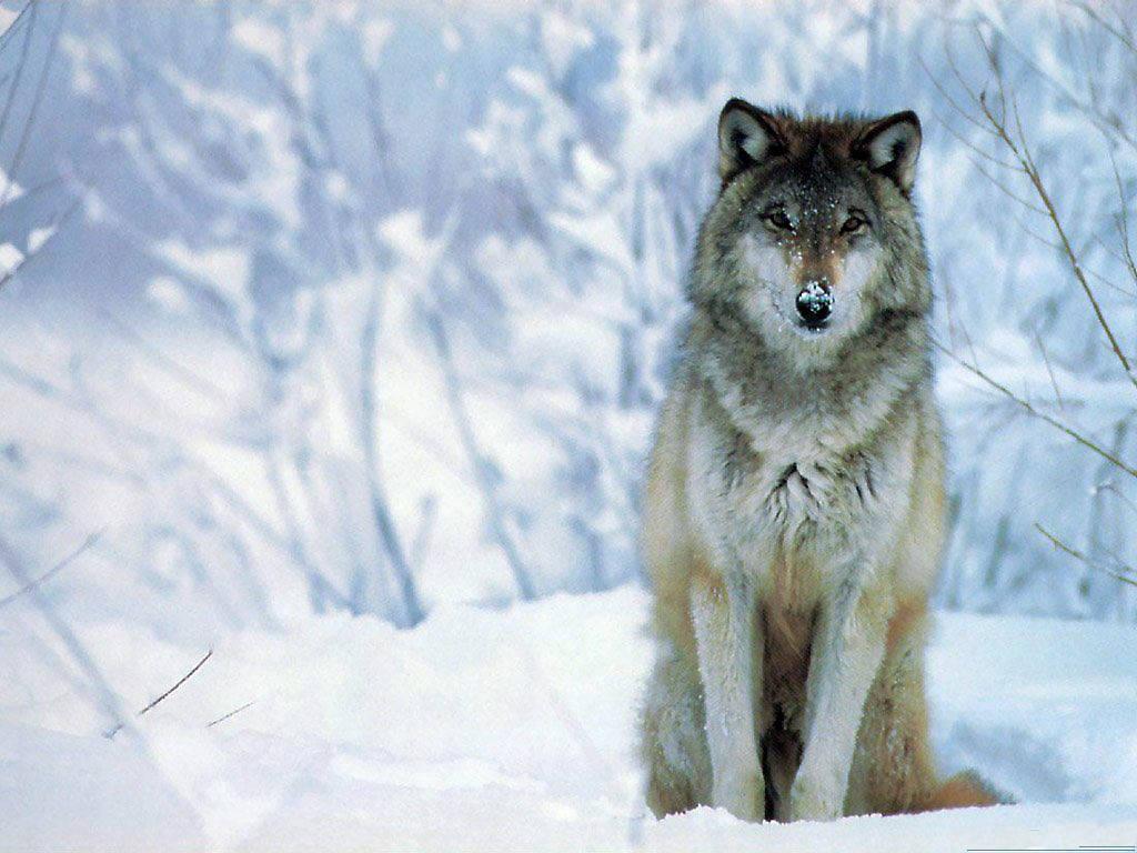 Photo Wolf Snow Wallpaper Desktop. FreeHDWal Wallpaper