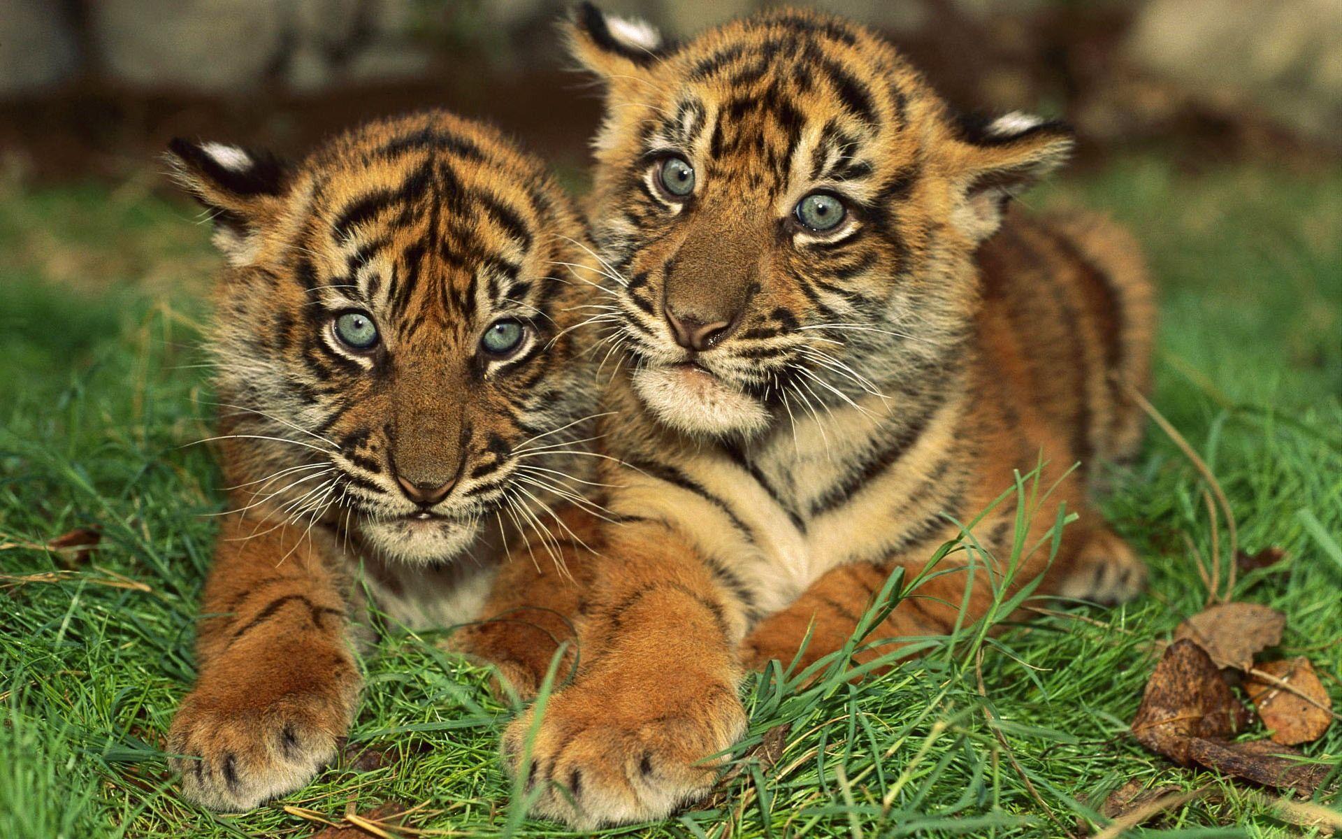 Tiger Cubs Photo 35548 High Resolution. HD Wallpaper & Picture