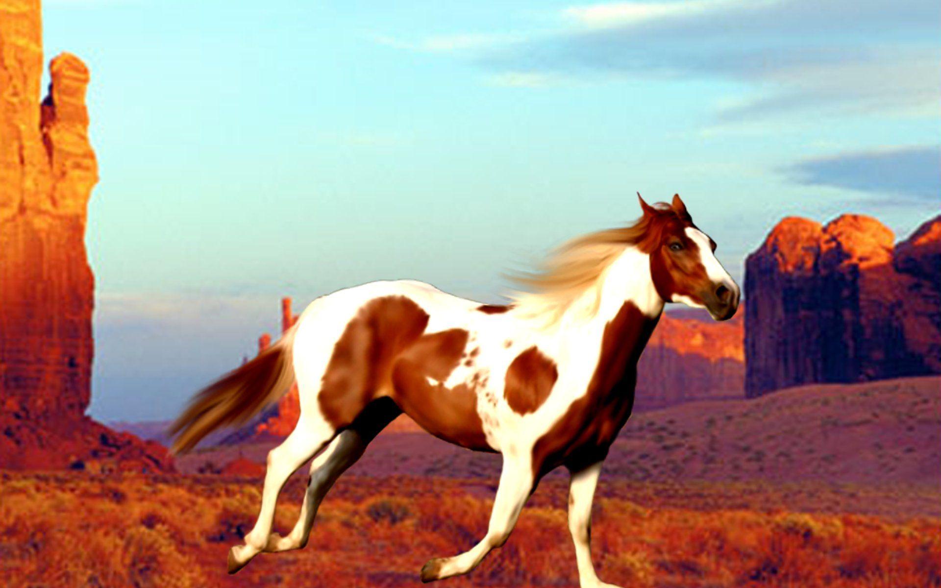 Paint Horse Wallpaper. Paint Horse Image