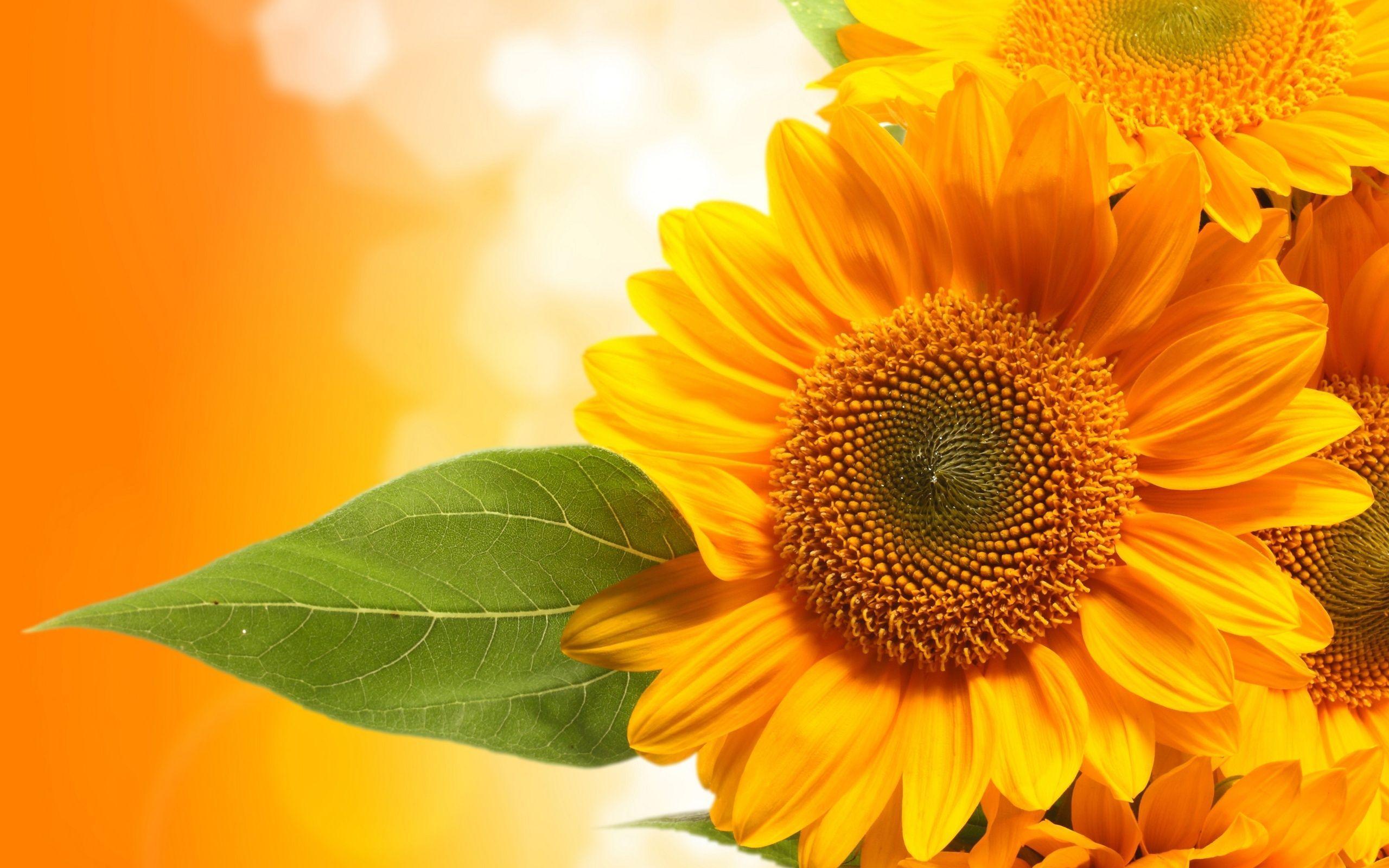 Sunflower desktop wallpaper for latest model computer screens