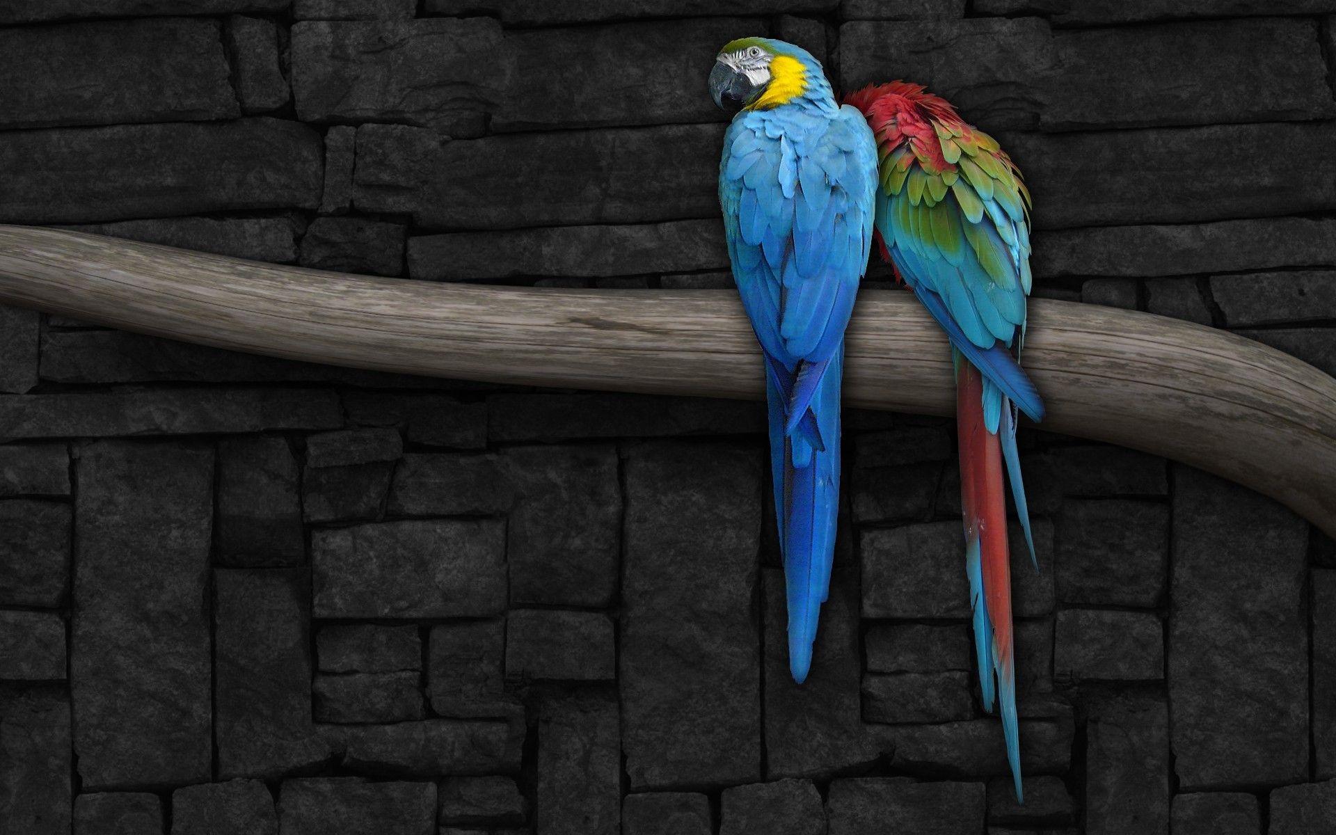 Macaw Wallpaper HD wallpaper search