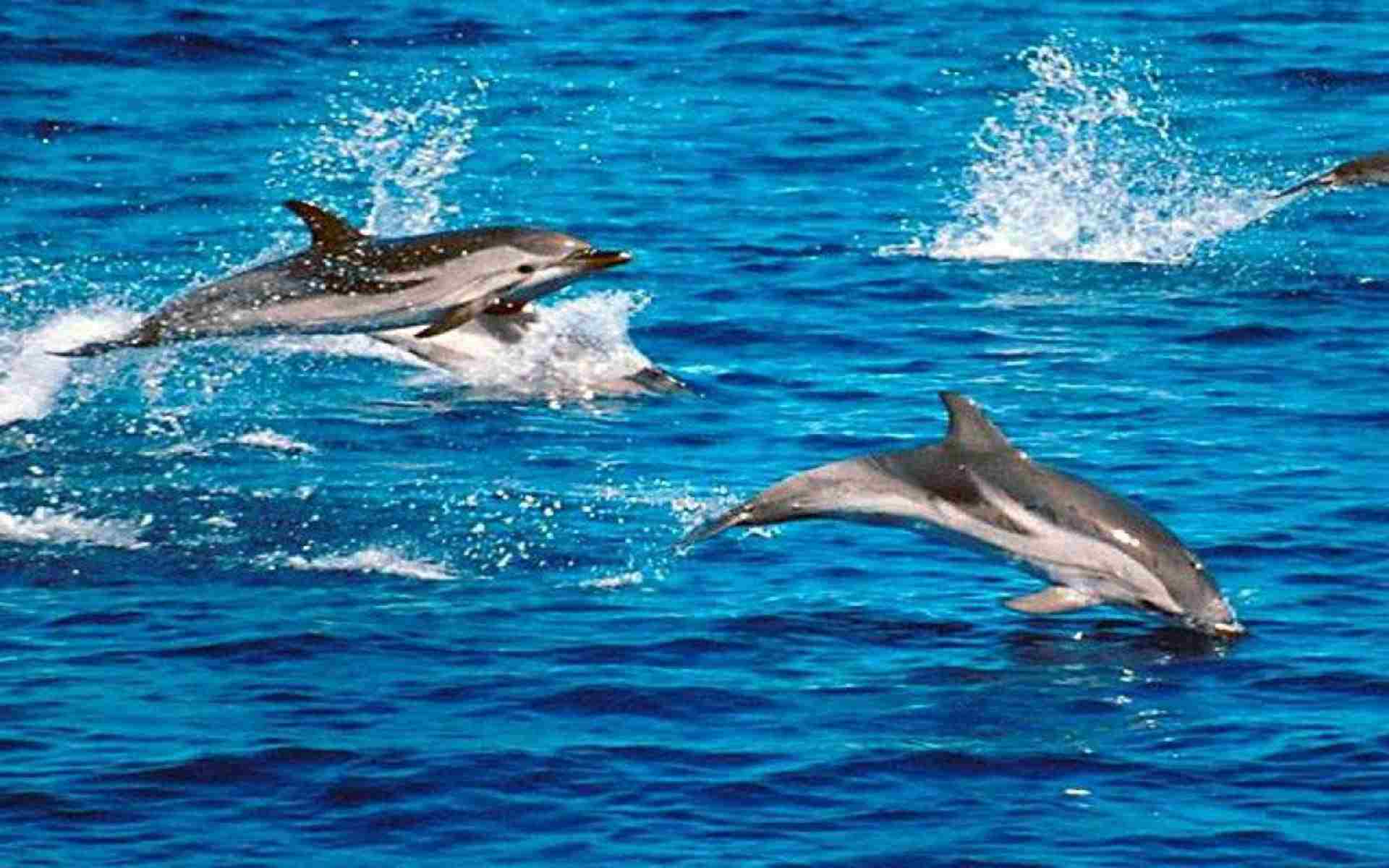 striped dolphin wallpaper free background