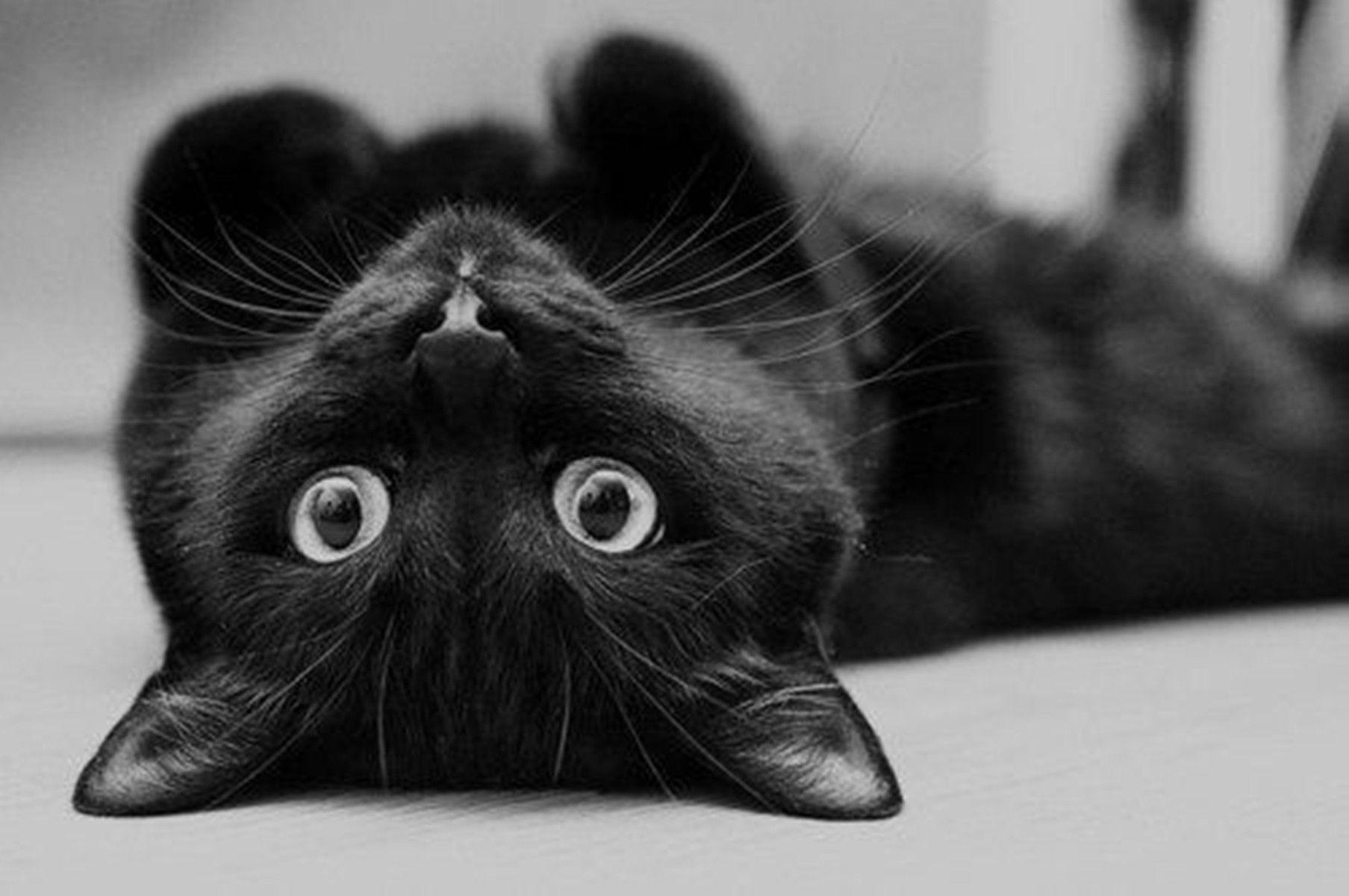 Cute Black Cat Animals Wallpaper HD