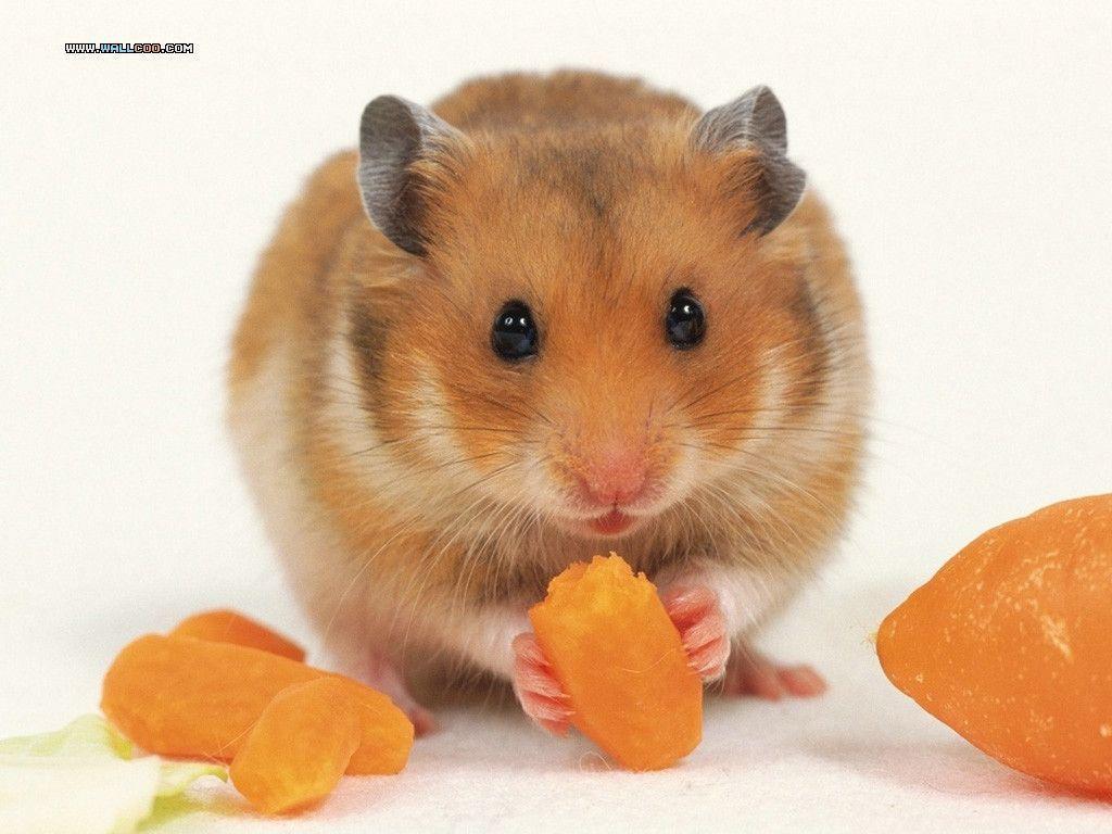 Cute Pet Hamster Wallpaper / Photo3