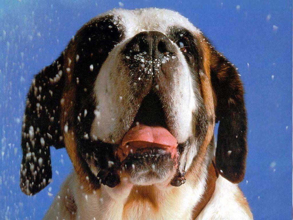 Everything Top Dog: Saint Bernard