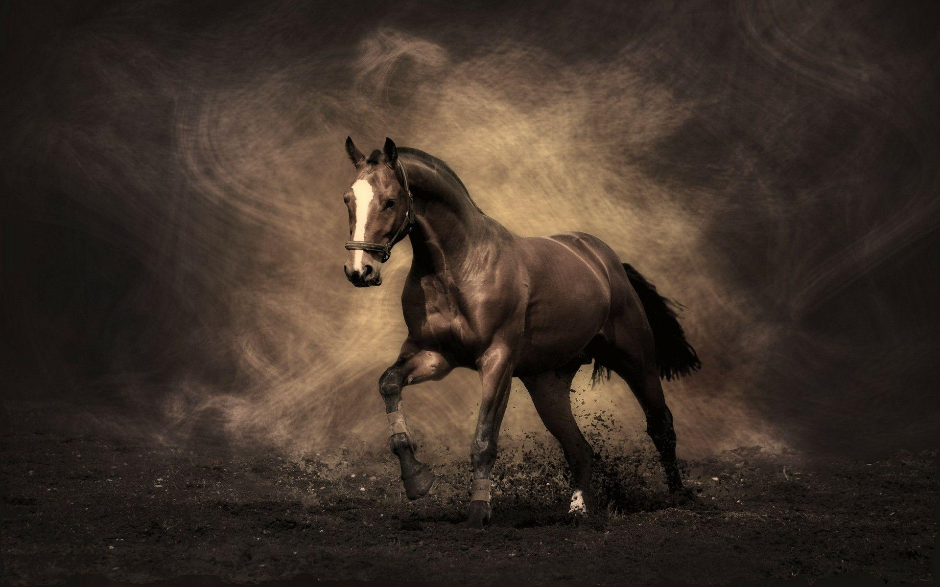 Beautiful, Horse, Background