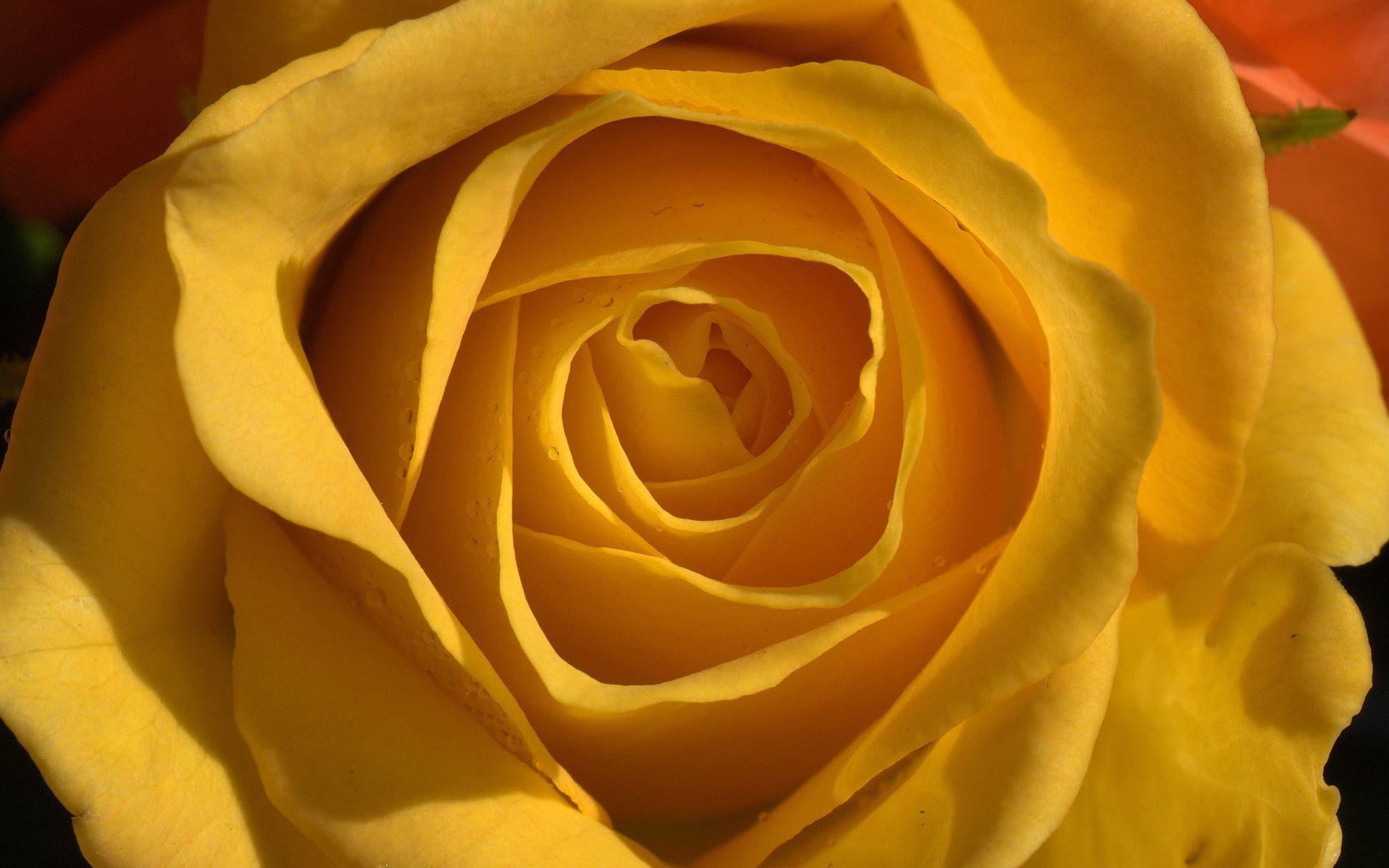 Yellow Rose Flowers Wallpaper HD 1080P 12 HD Wallpaper. aduphoto
