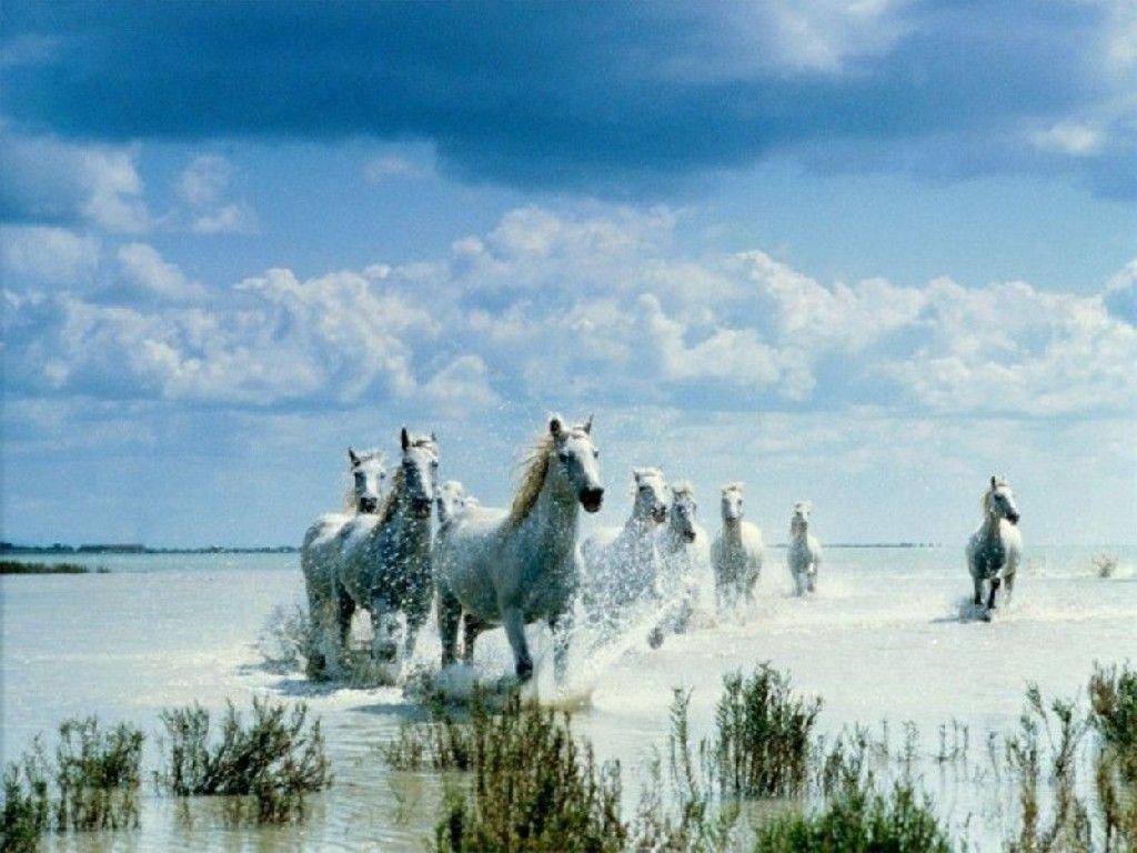 beautiful scene of white horses coming thru ocean