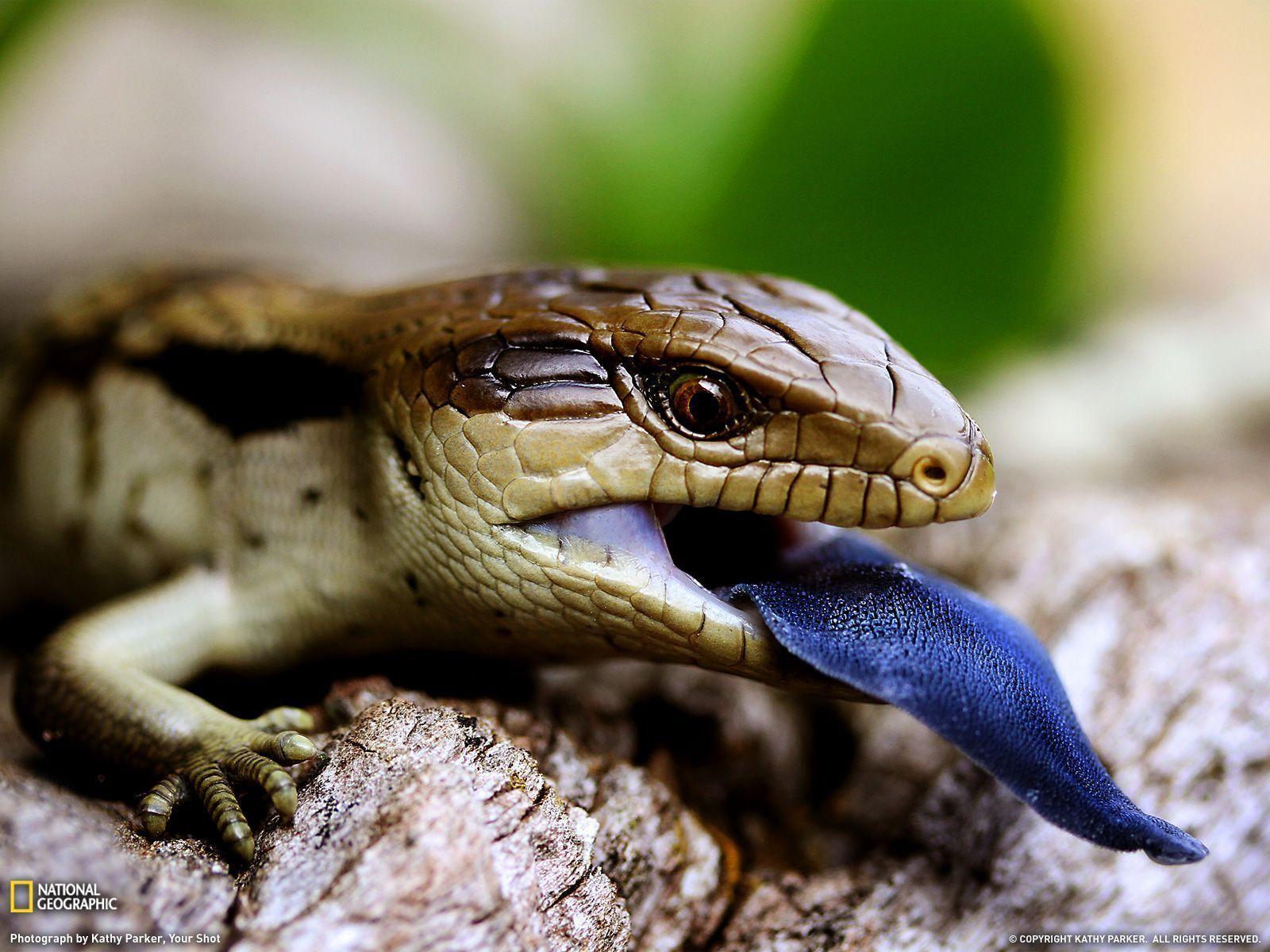 Blue Tongued Lizard Picture