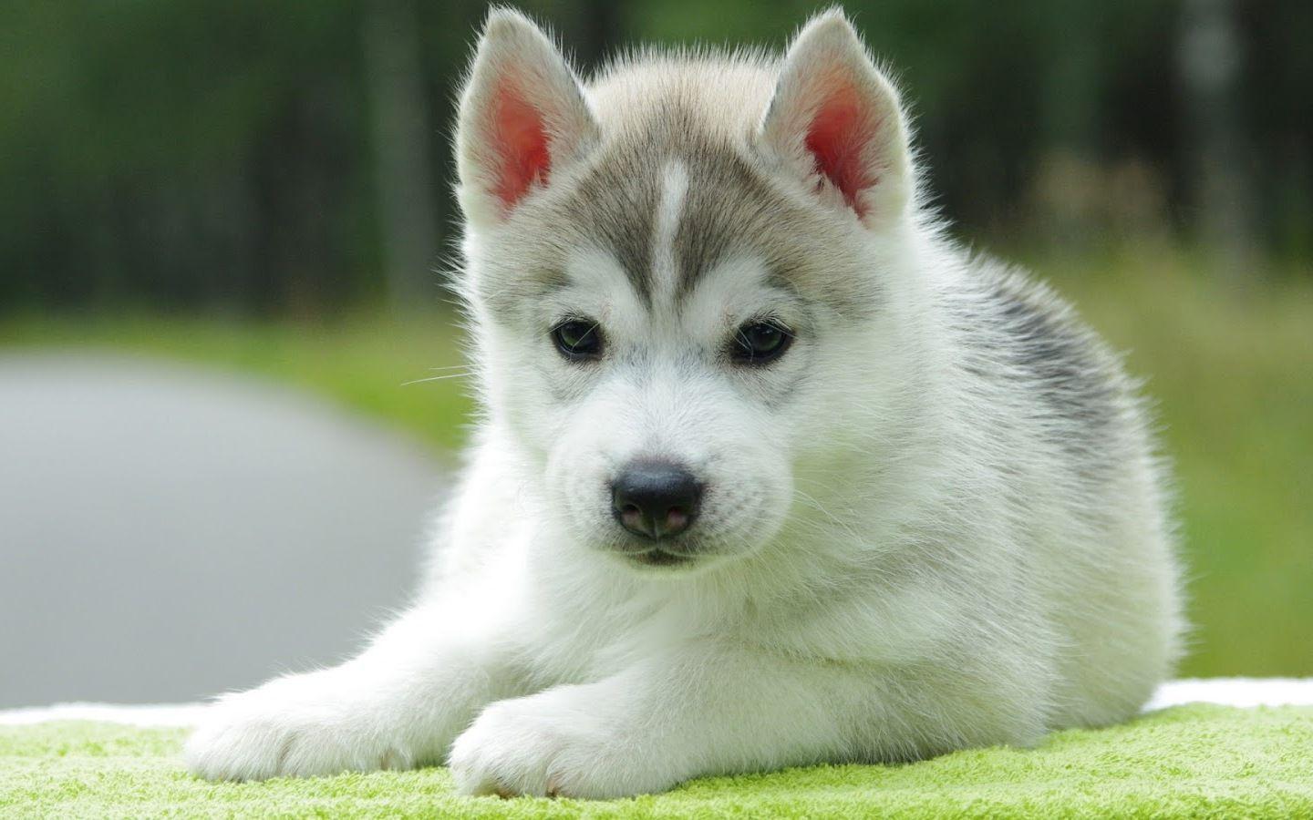 Cute Puppy Backgrounds - Wallpaper Cave