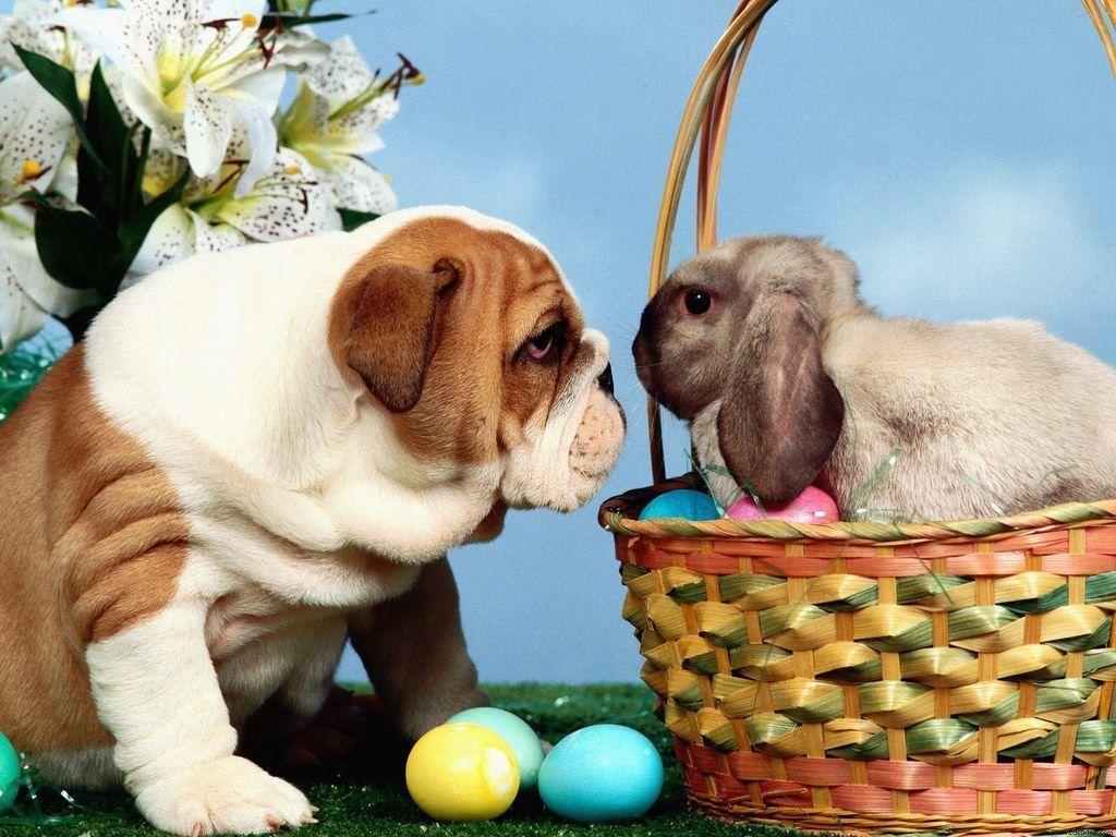 Cute And Colorful Easter Wallpaper
